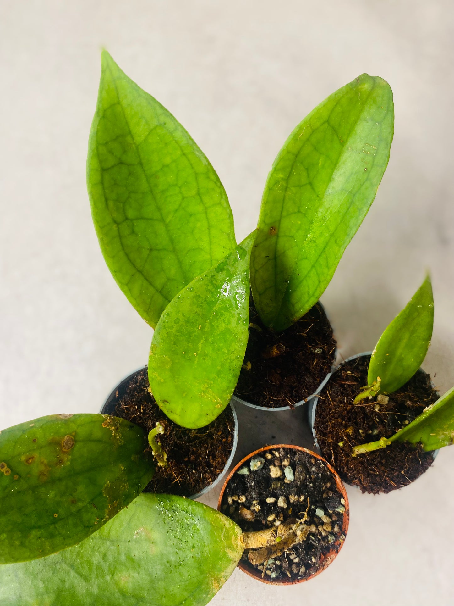 Hoya Jennifer