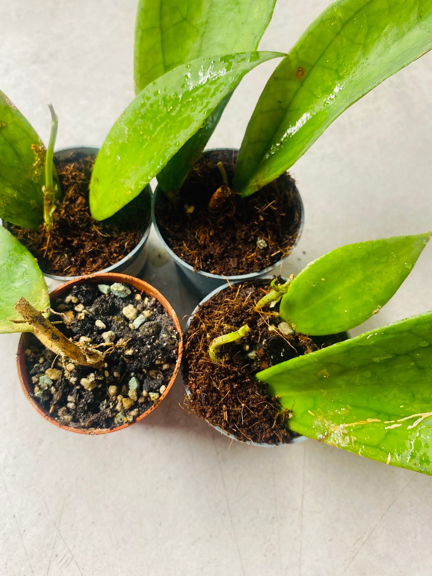 Hoya Jennifer