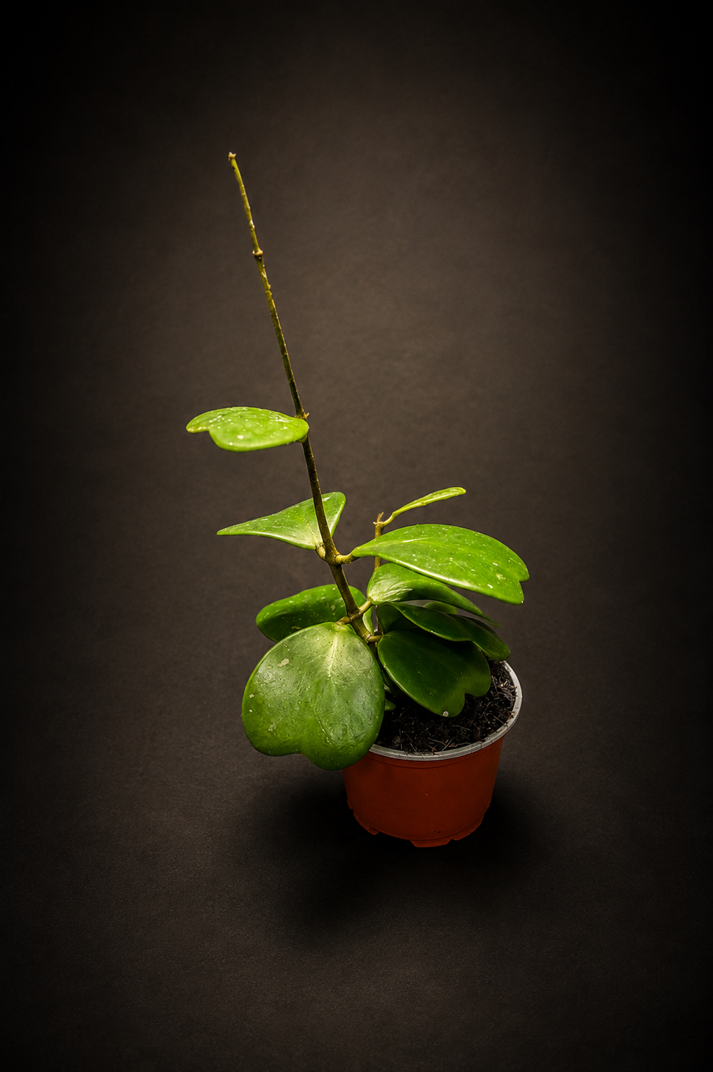 Hoya Kerrii