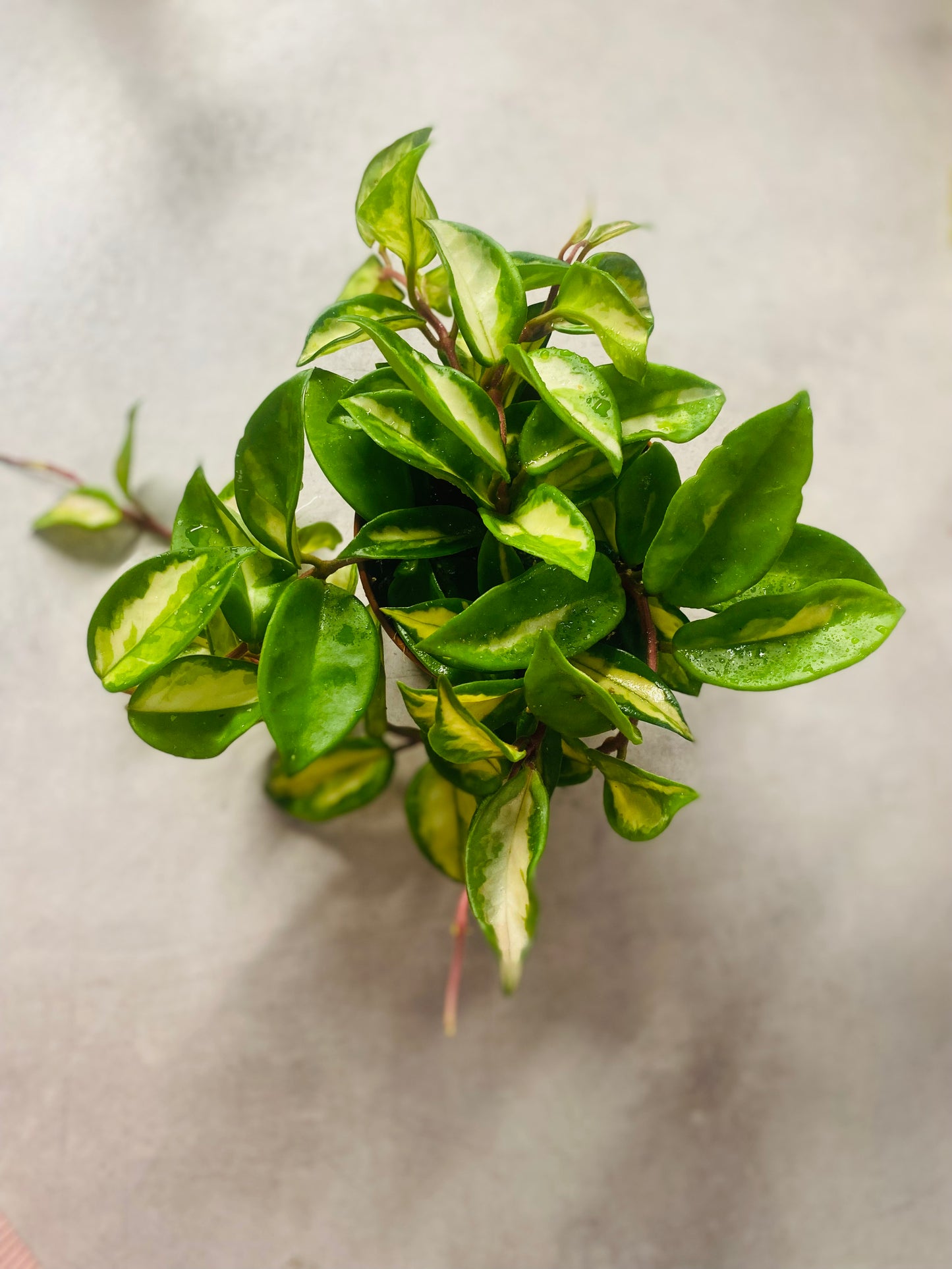 Hoya Carnosa Krimson Princess