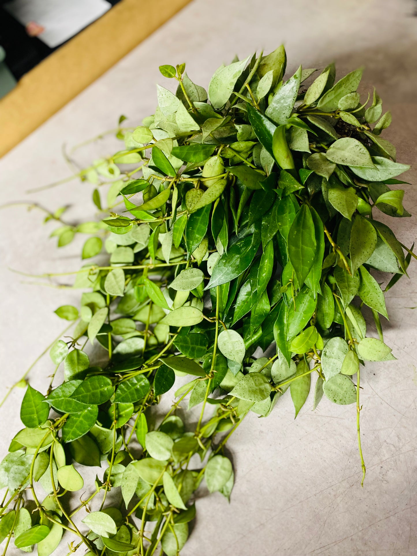 Hoya Lacunosa Mint