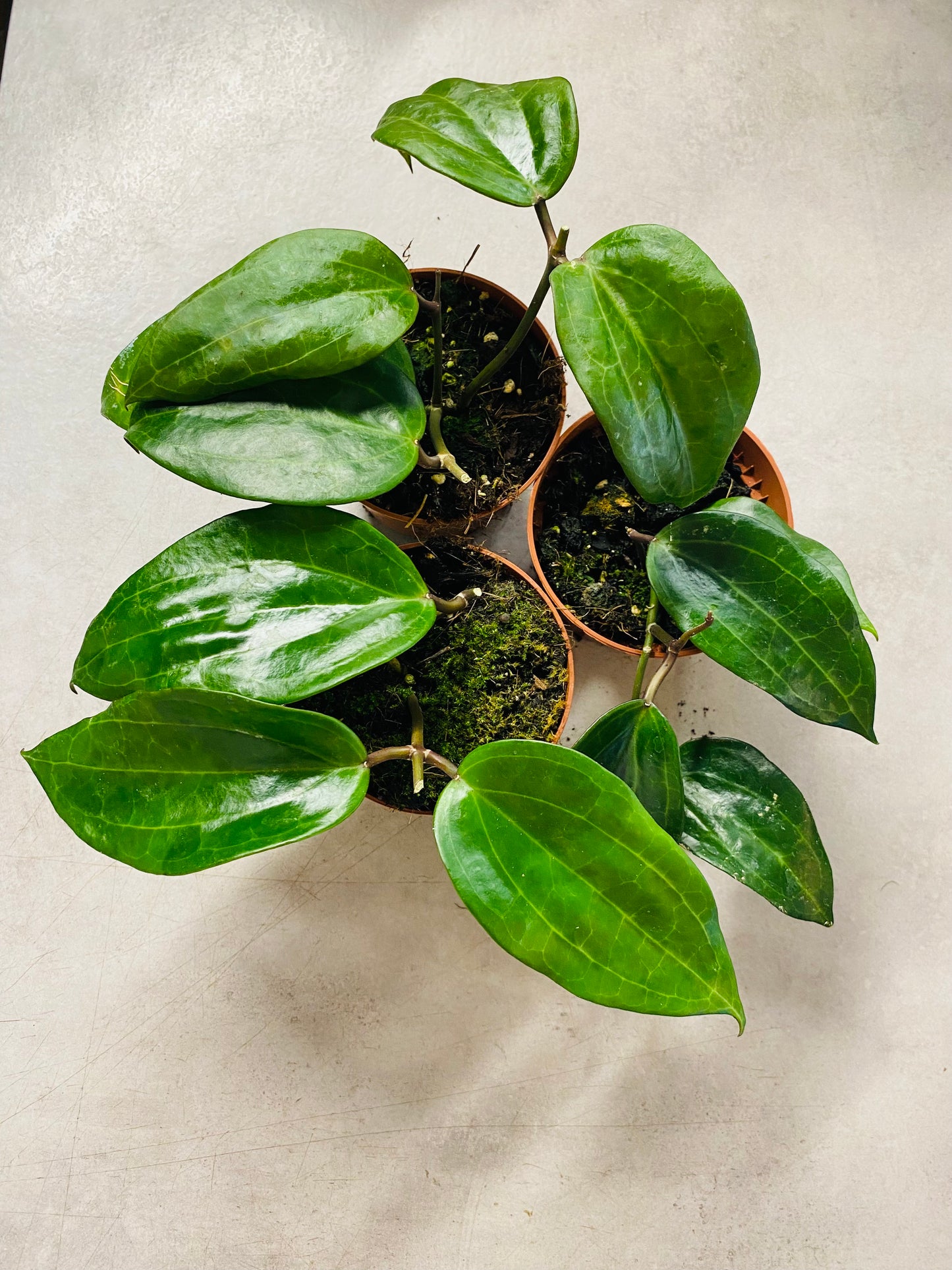 Hoya Latifolia