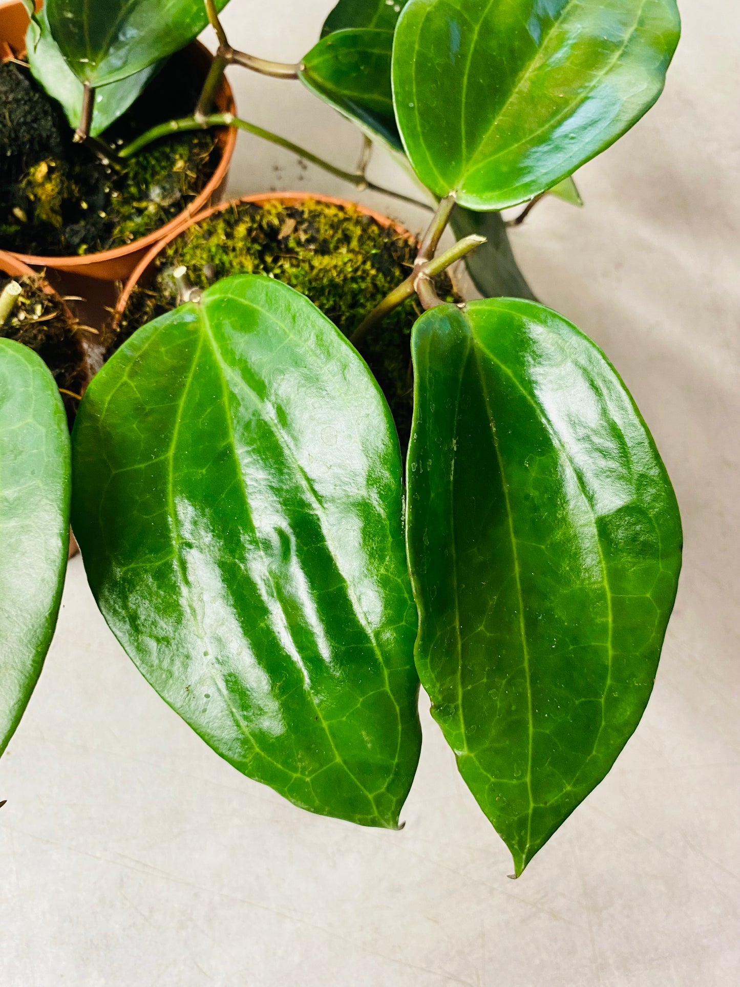 Hoya Latifolia