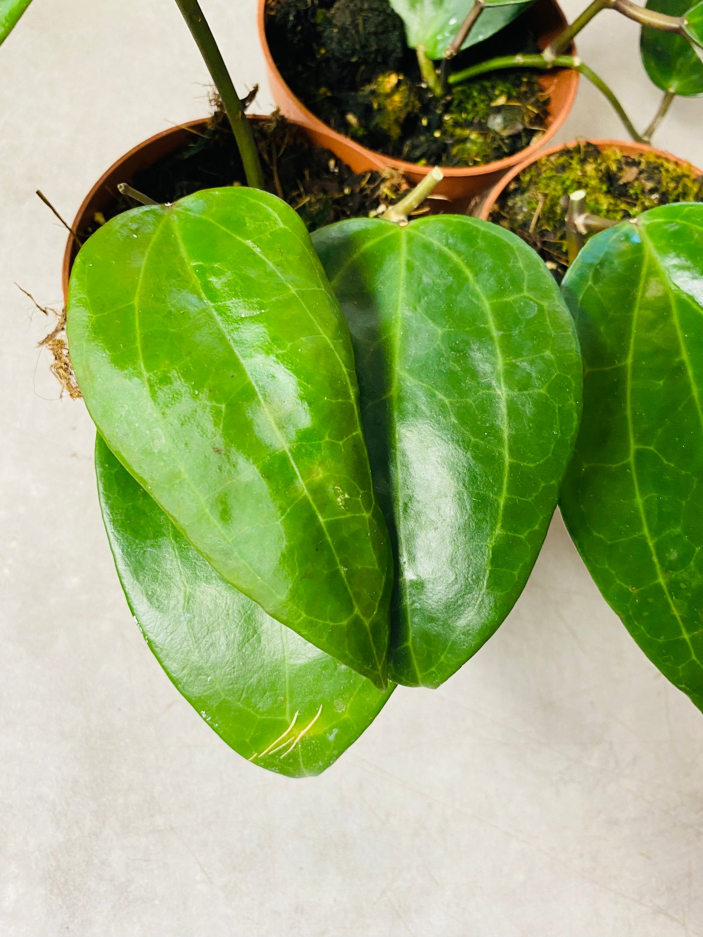 Hoya Latifolia
