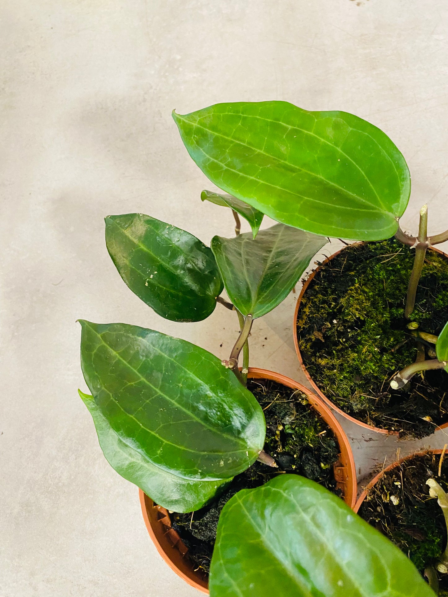 Hoya Latifolia