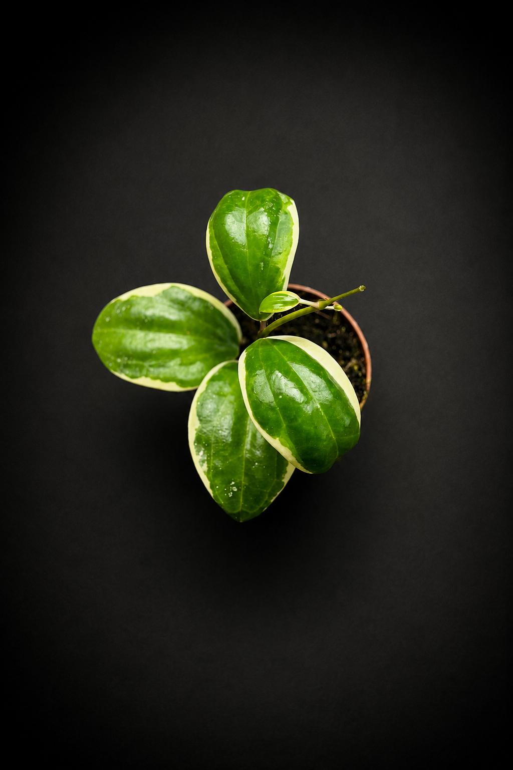 Hoya Latifolia Albomarginata Round Leaf | Monsteras Lover