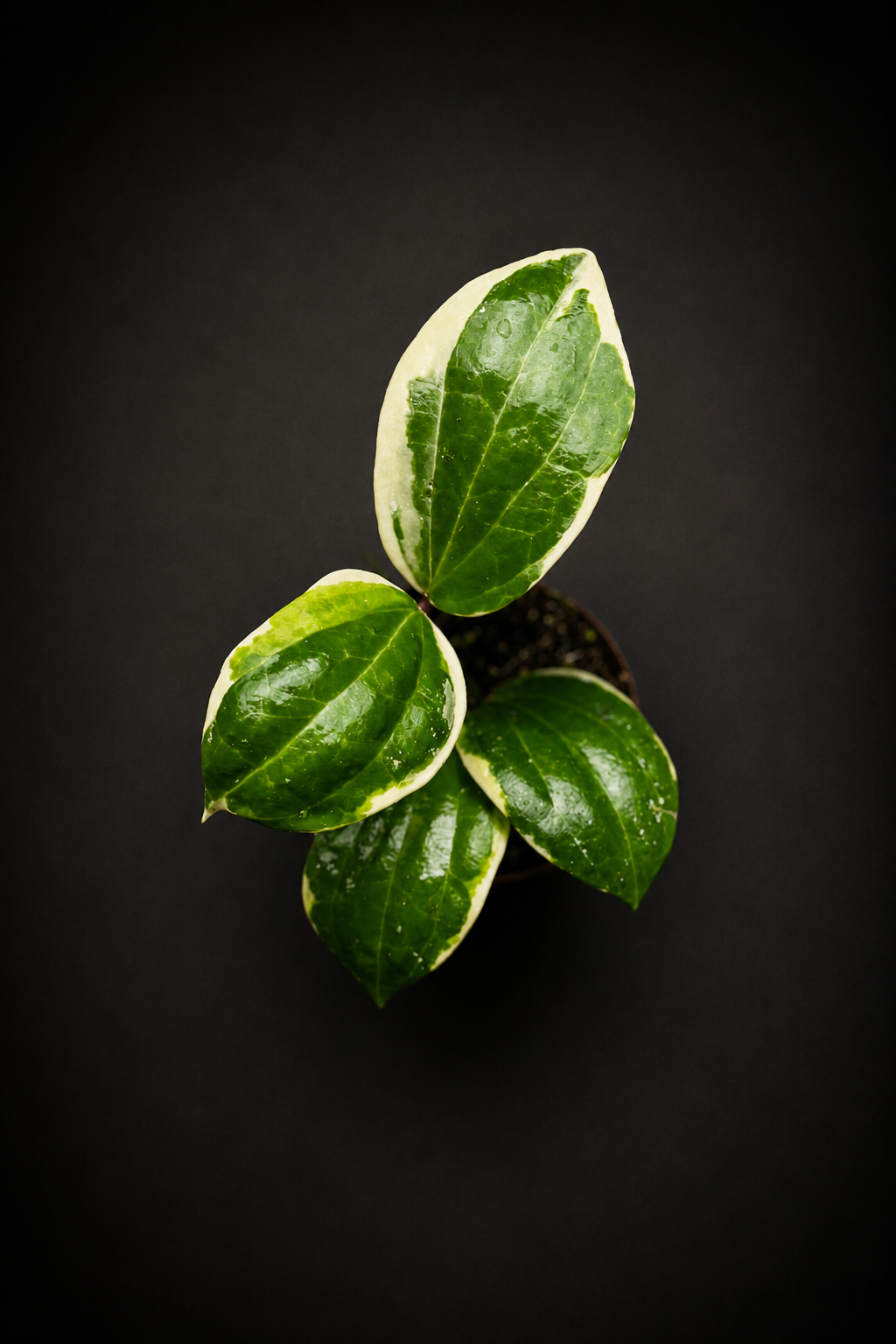 Hoya Latifolia Albomarginata Round Leaf