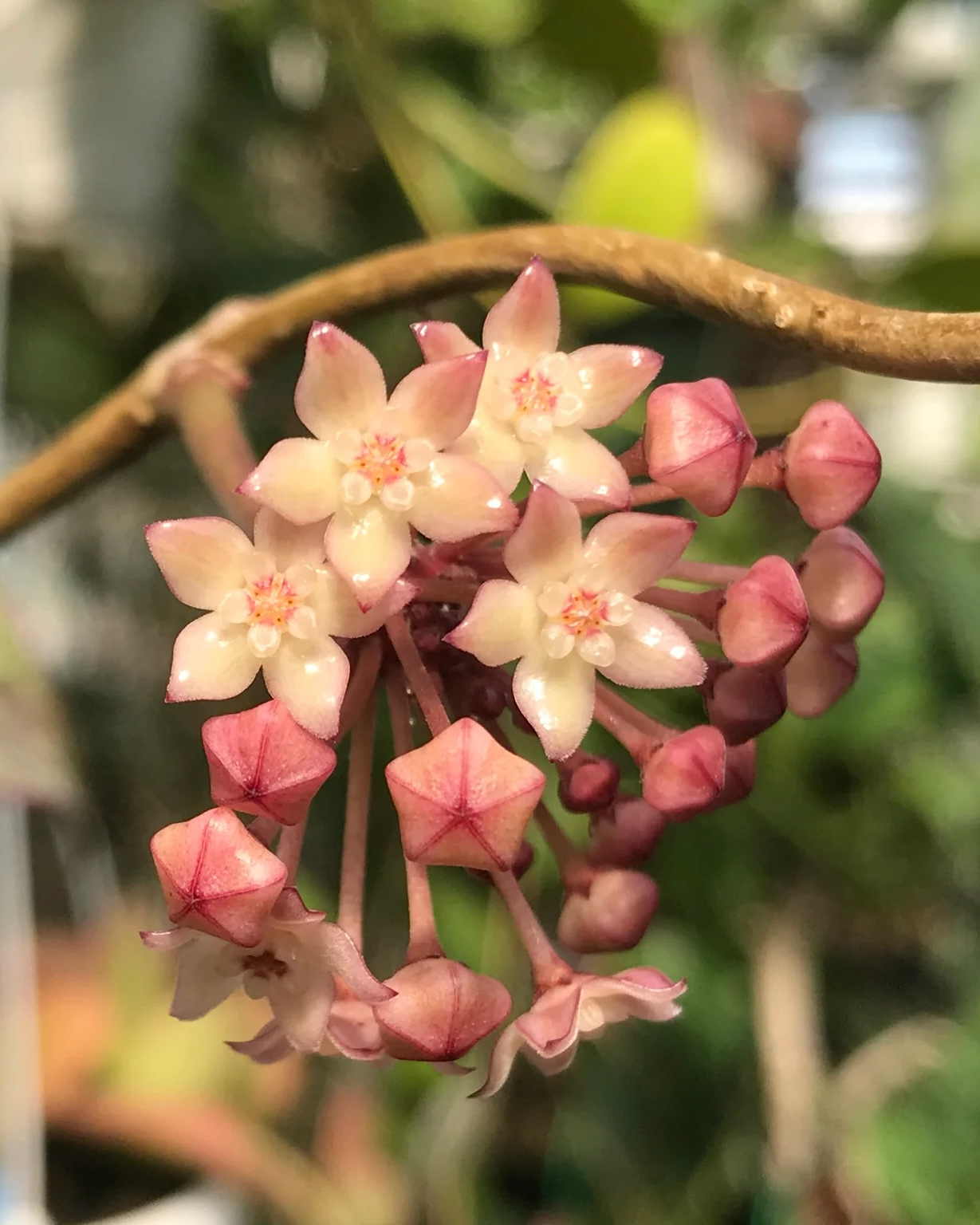 Hoya Macrophylla Albomarginata