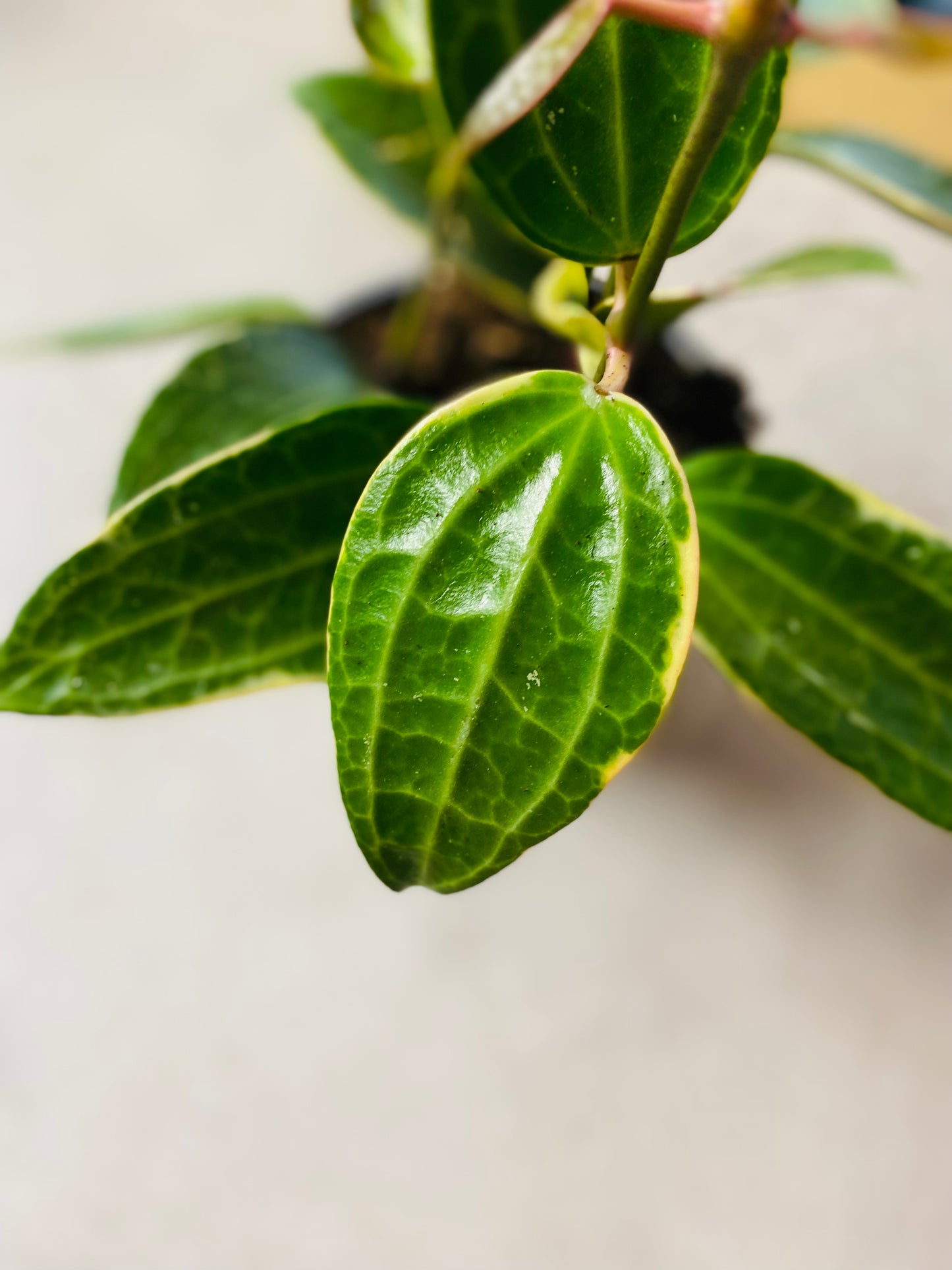 Hoya Macrophylla Albomarginata