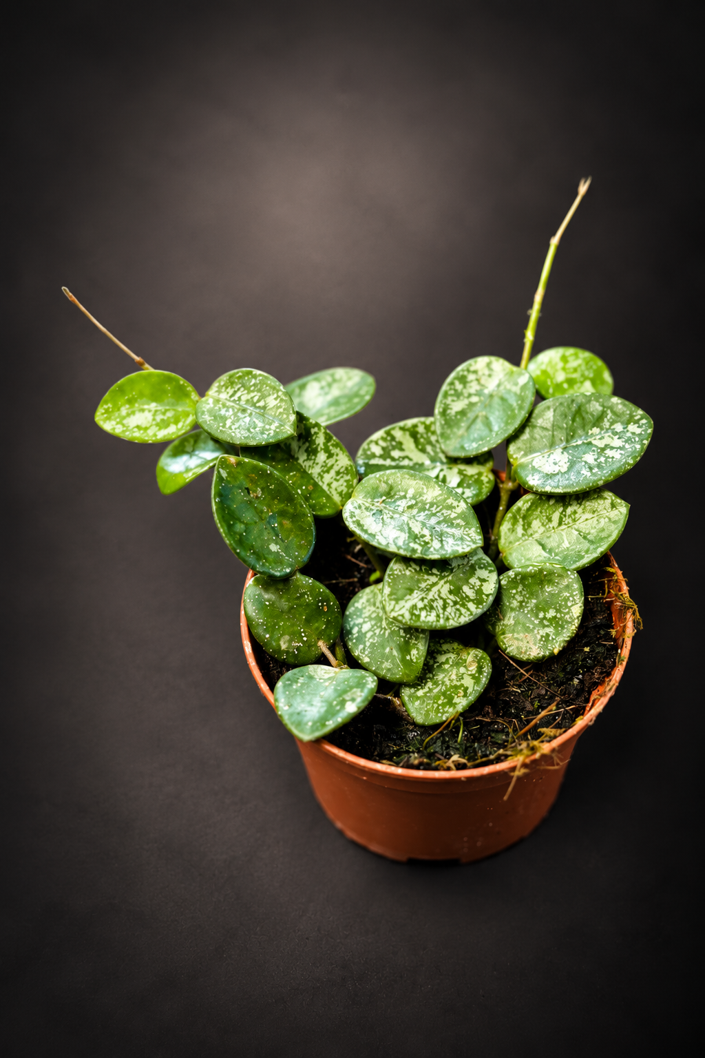 Hoya Mathilde Splash