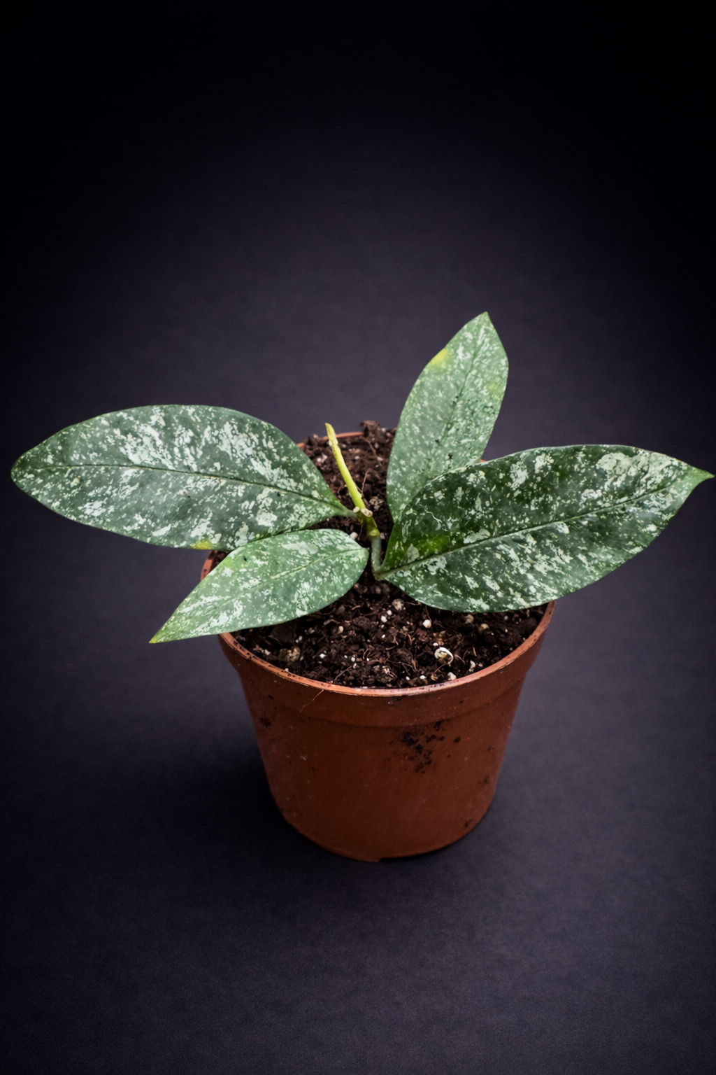 Hoya Multiflora Silver Splash