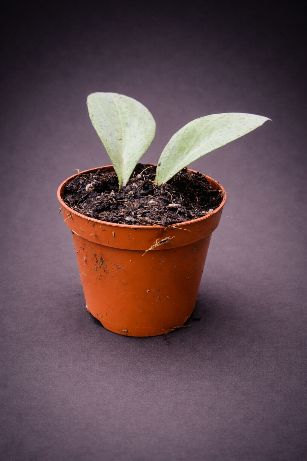 Hoya New Guinea Ghost