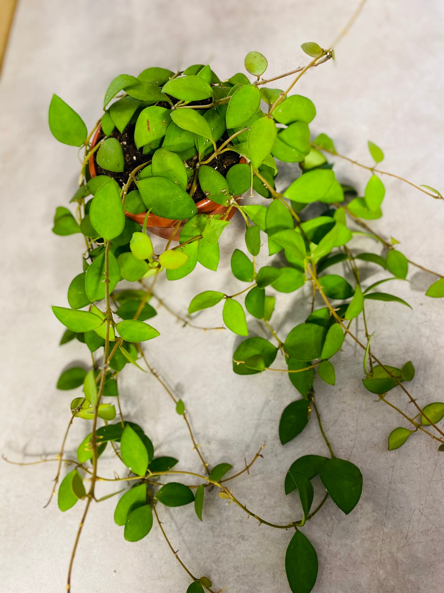Hoya Nummularioides