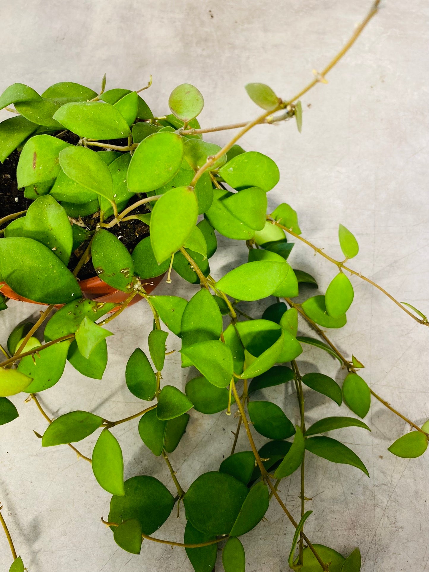 Hoya Nummularioides