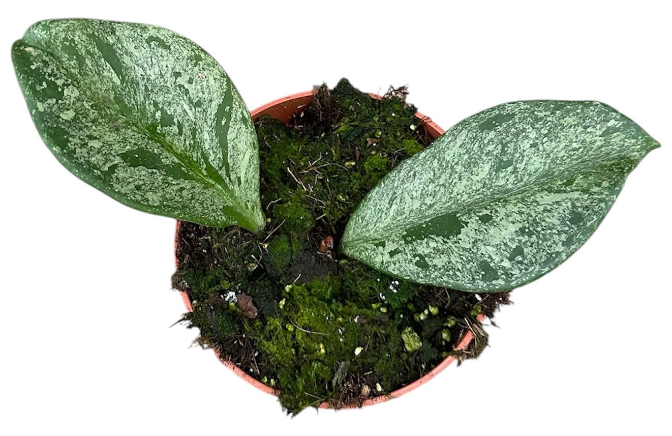 Hoya Obovata Splash