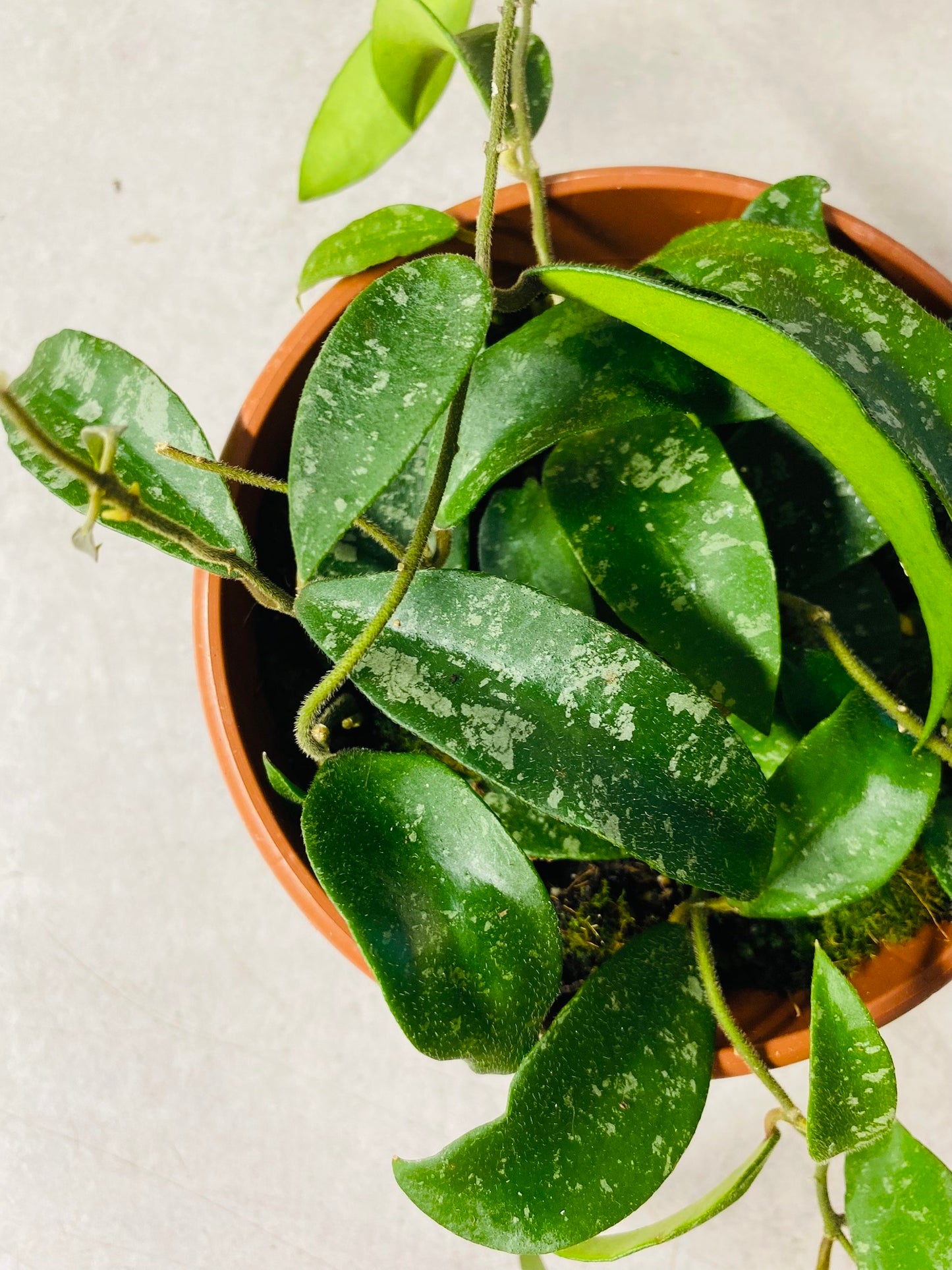 Hoya Phuwuaensis - 14 cm potte