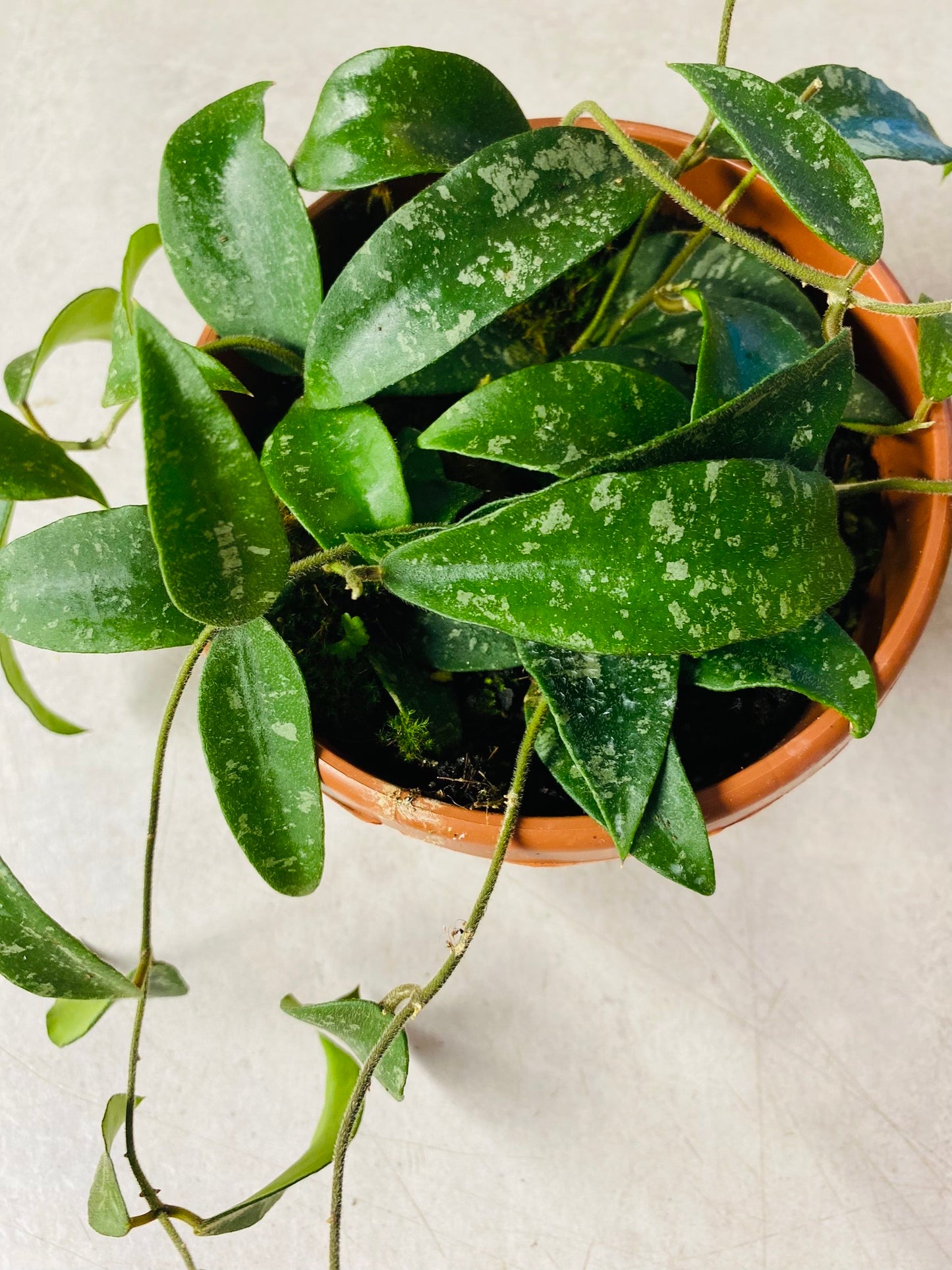 Hoya Phuwuaensis - 14 cm potte
