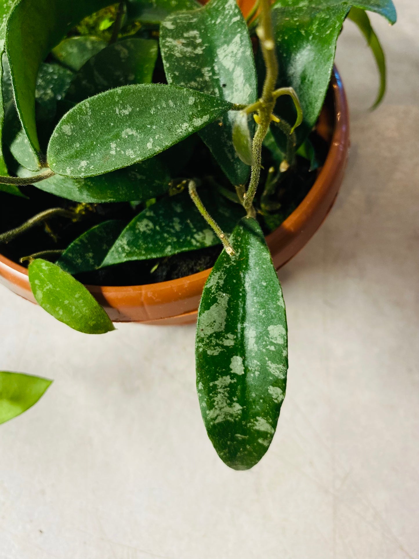 Hoya Phuwuaensis - 14 cm potte