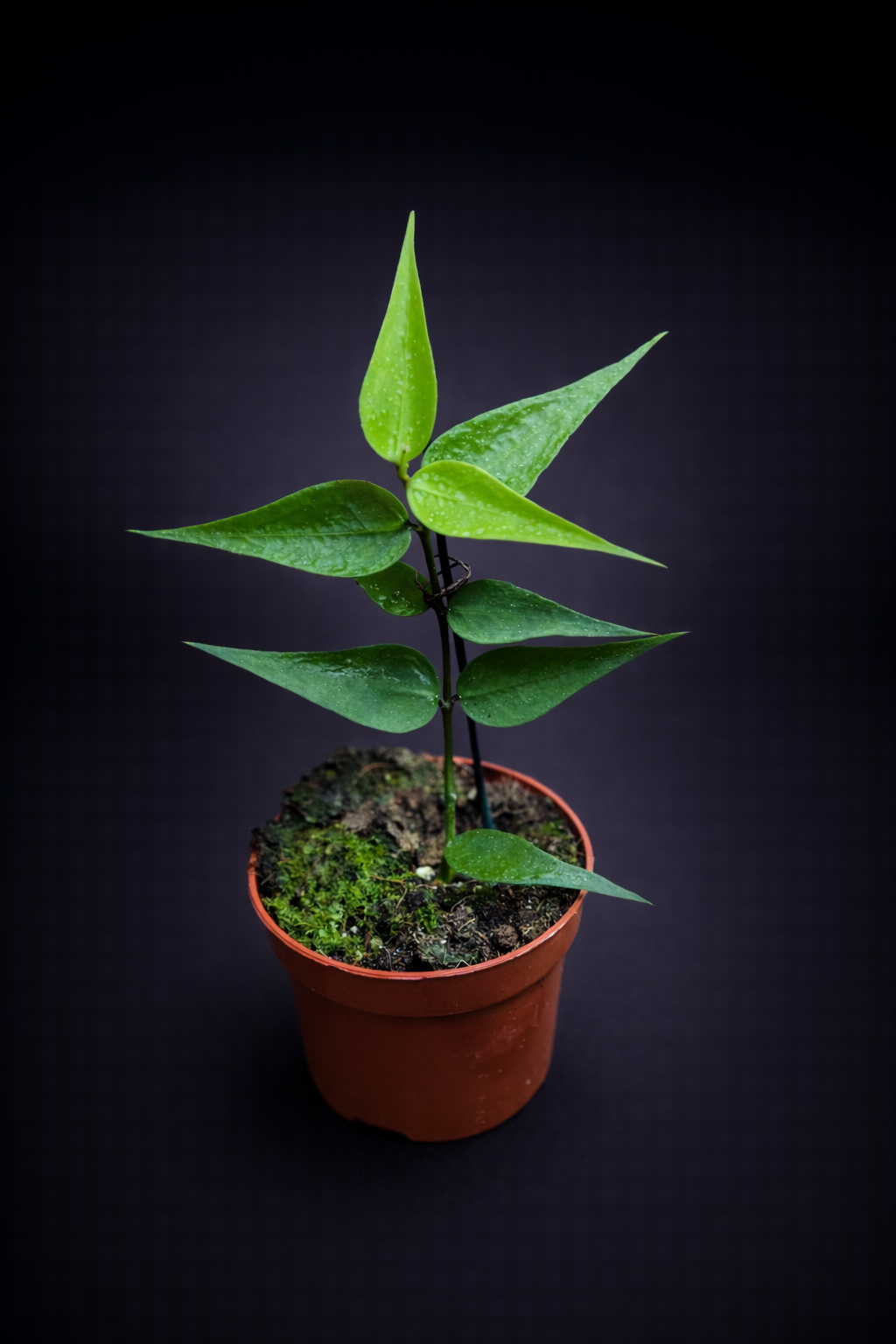 Hoya Polyneura Vietnam - Fishtail Hoya Vietnam