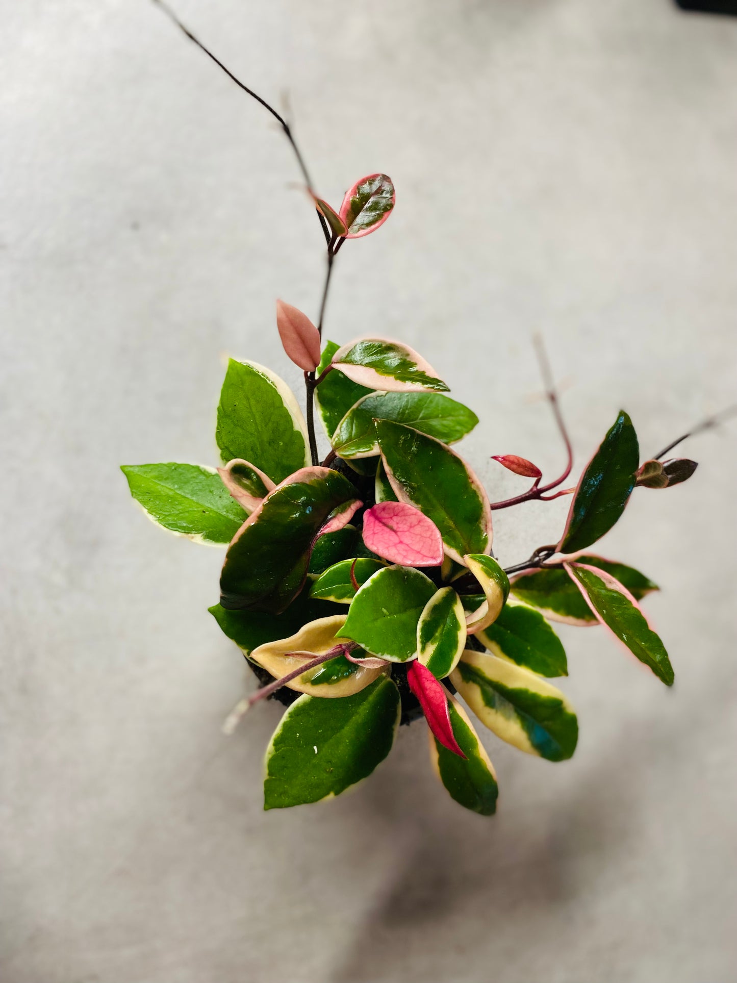 Hoya carnosa 'Purple Pride' - Kort