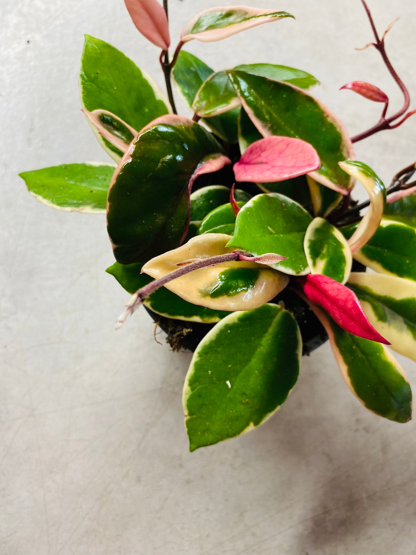 Hoya carnosa 'Purple Pride' - Kort