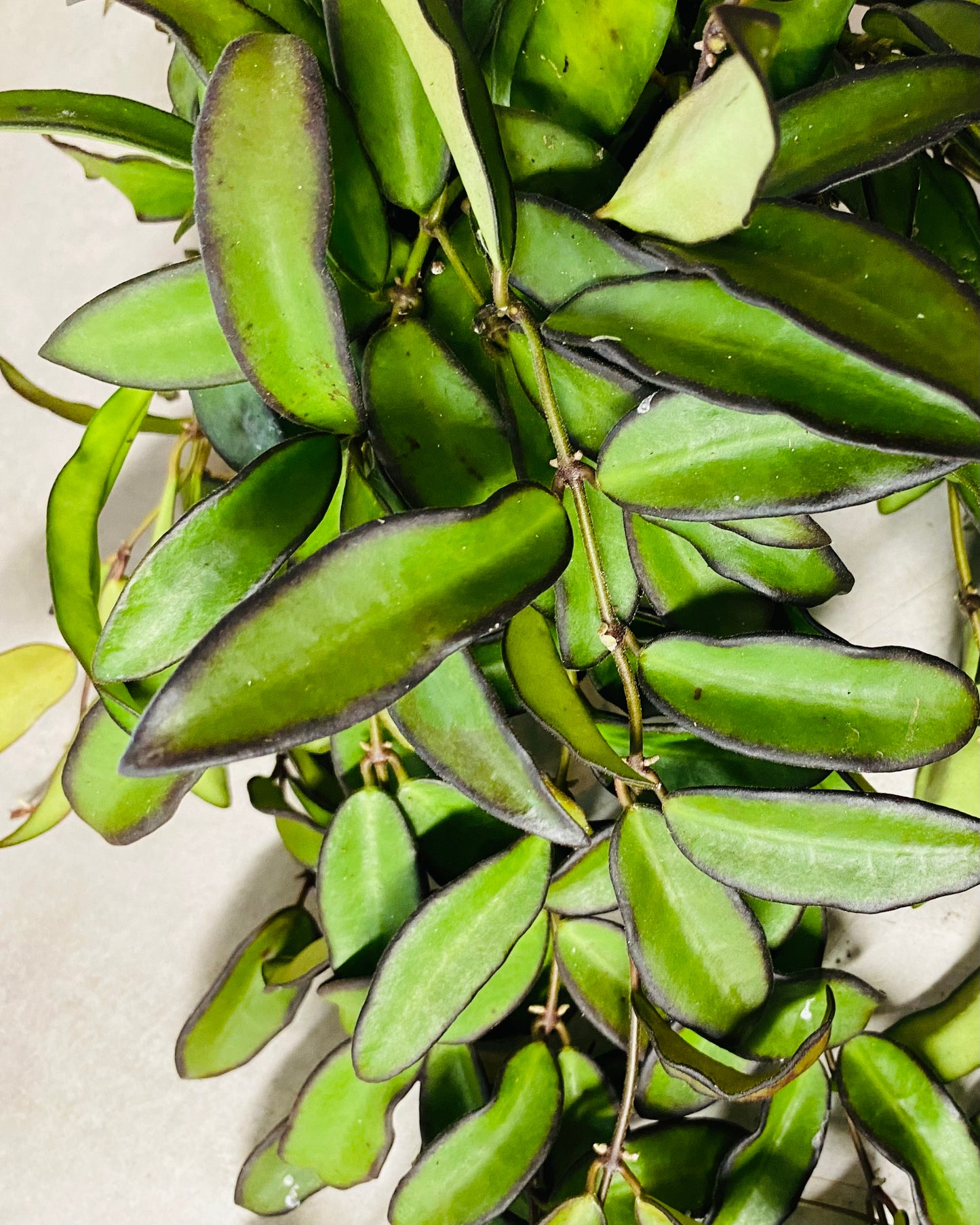Hoya Rosita