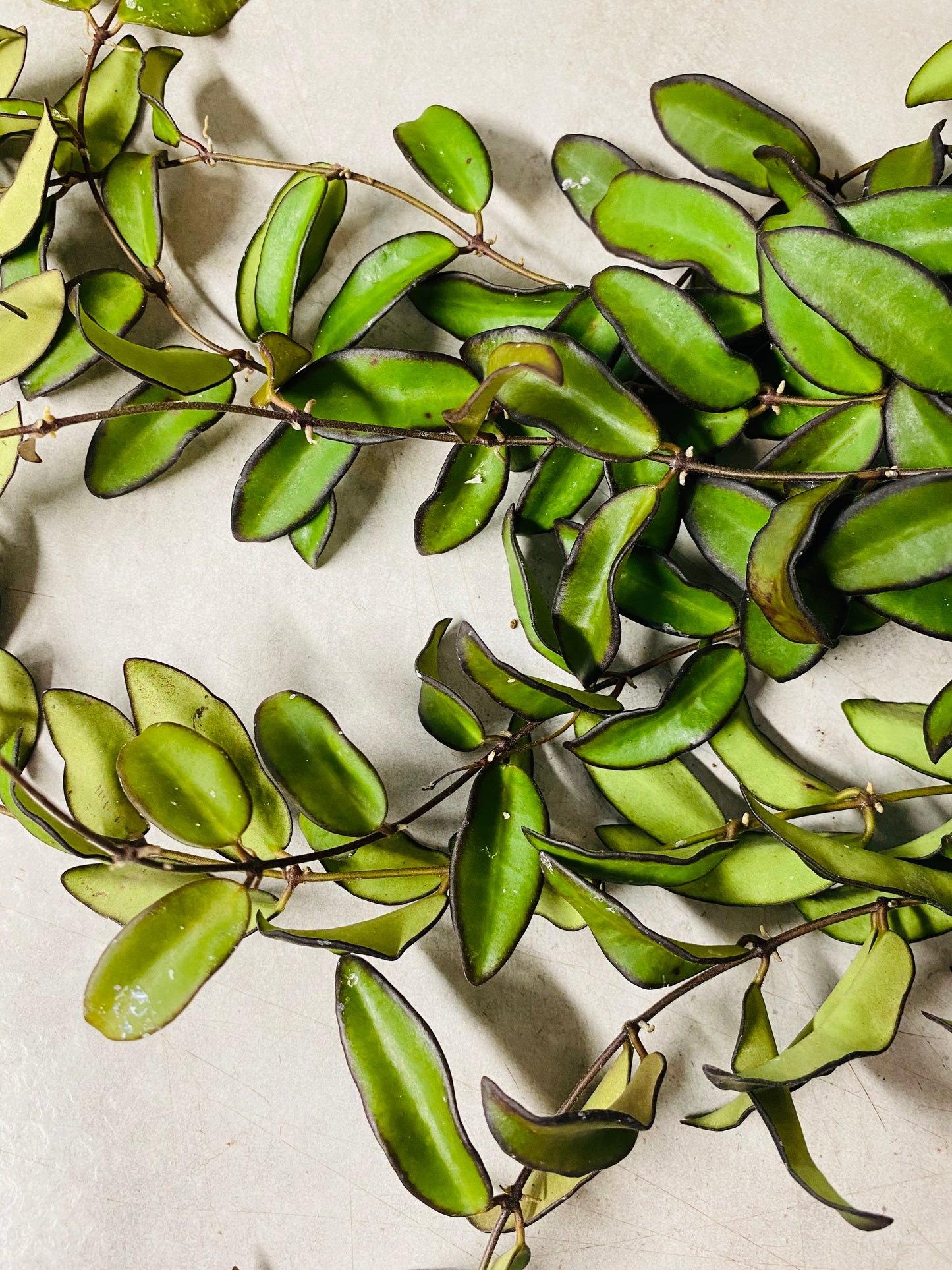 Hoya Rosita