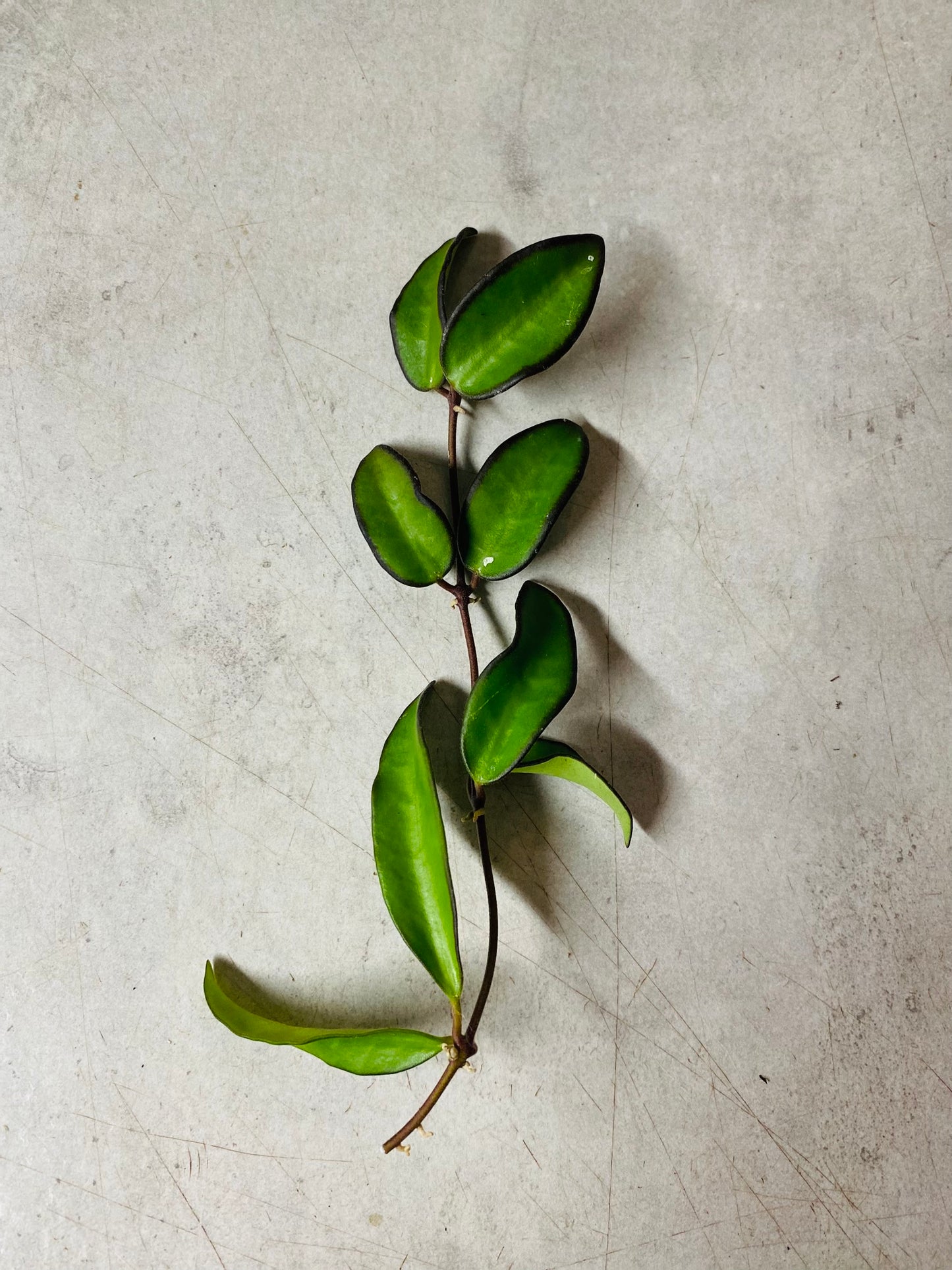 Hoya Rosita - Stikling ¨