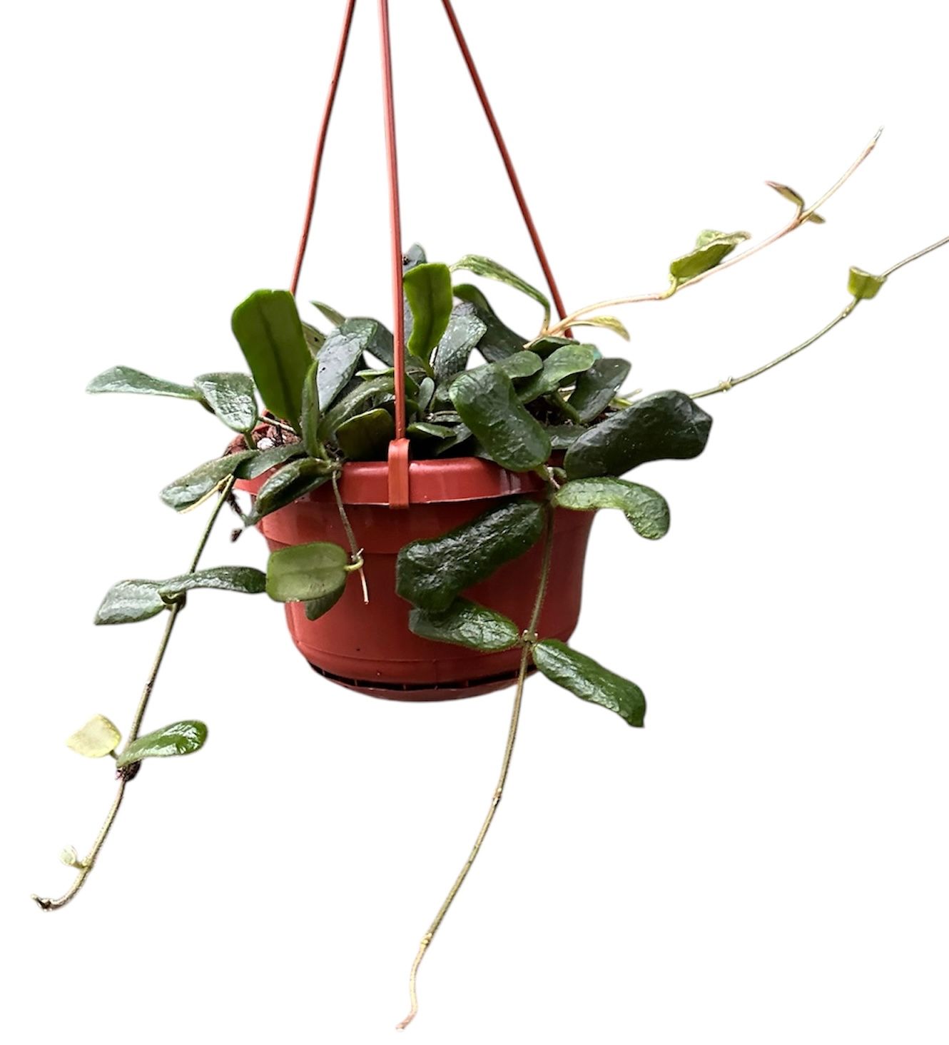 Hoya Rotundiflora