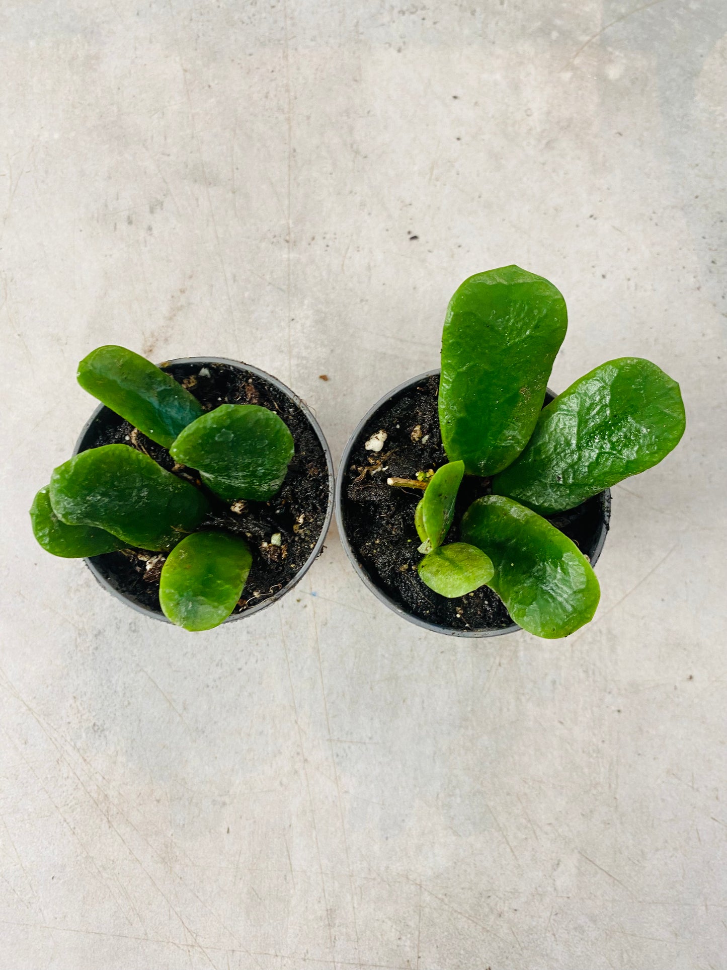 Hoya Rotundiflora - baby plante