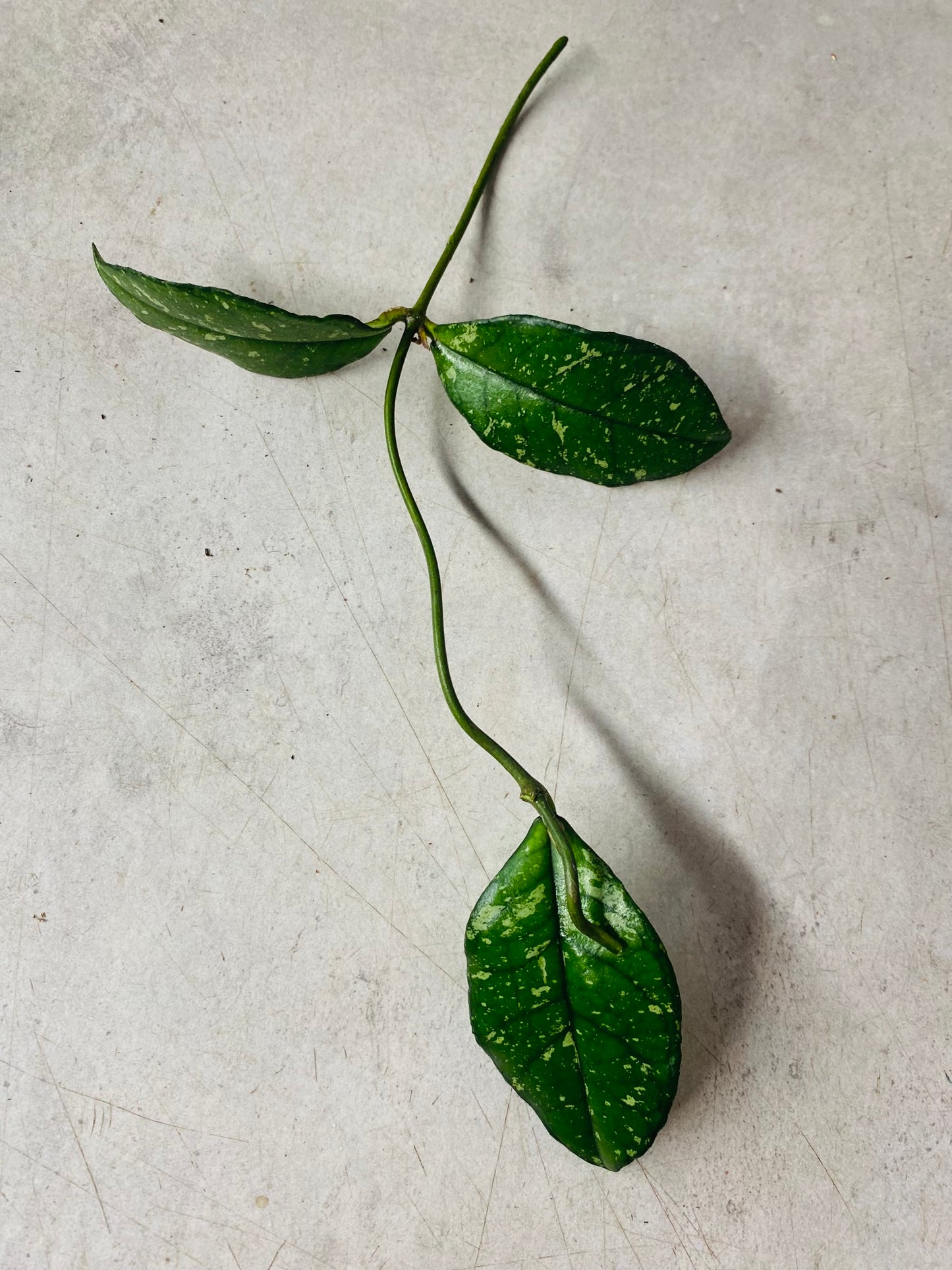 Hoya Crassipetiolata Round Form Splash - Stikling