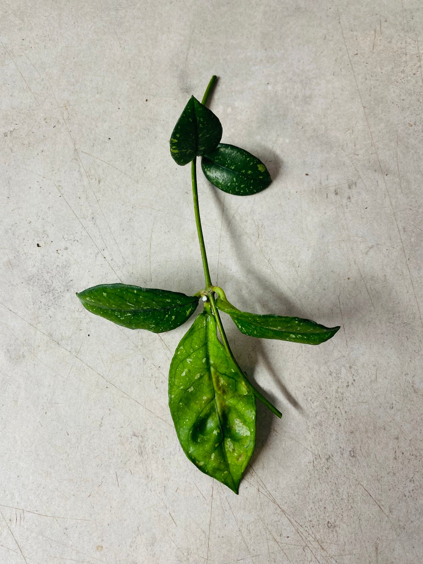 Hoya Crassipetiolata Round Form Splash - Stikling