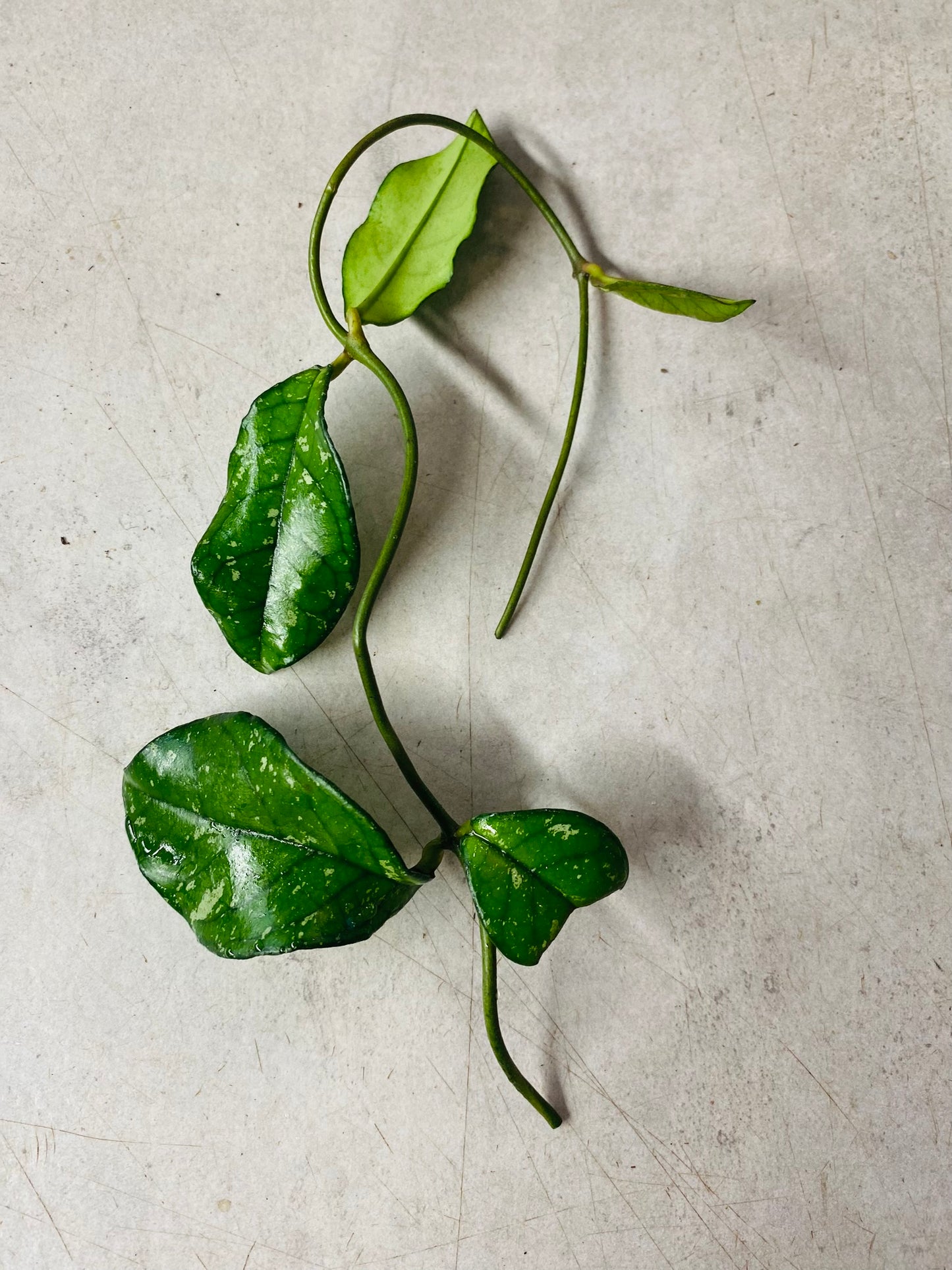 Hoya Crassipetiolata Round Form Splash - Stikling