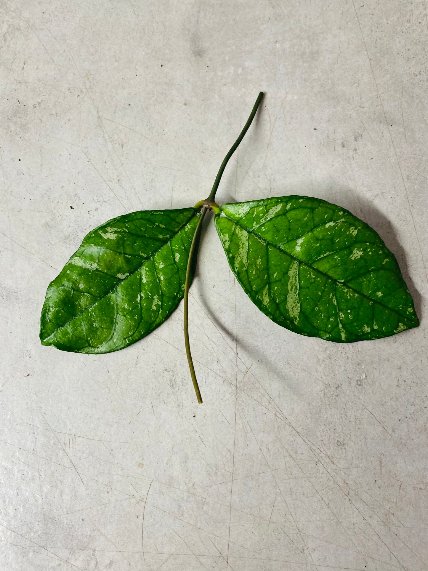 Hoya Crassipetiolata Round Form Splash - Stikling