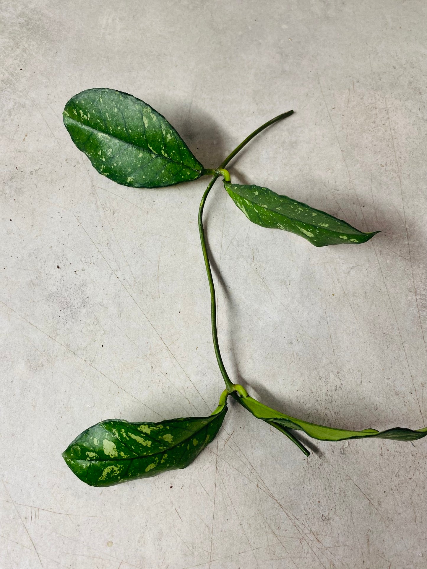 Hoya Crassipetiolata Round Form Splash - Stikling