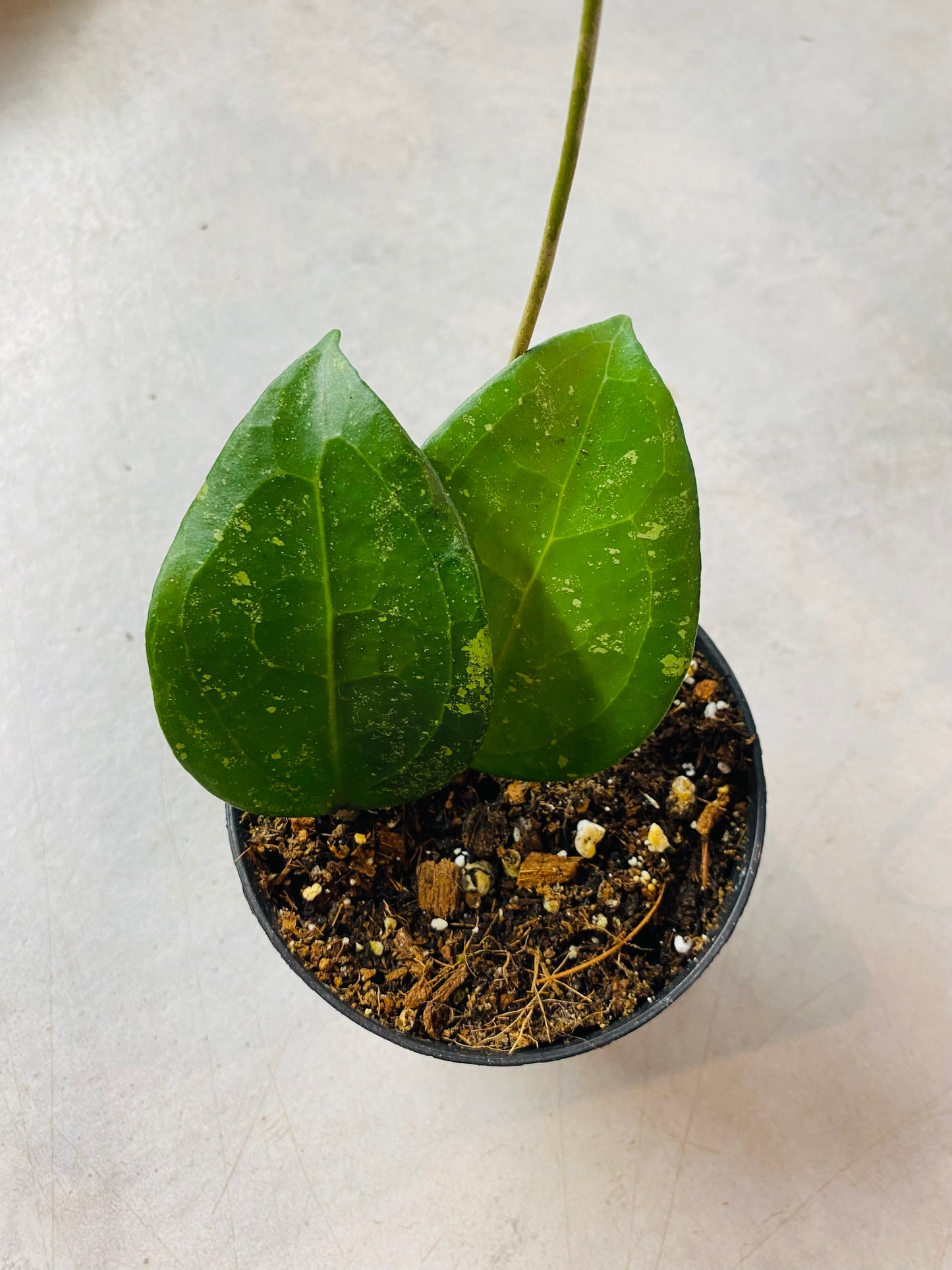 Hoya Verticillata Tanggamus Splash