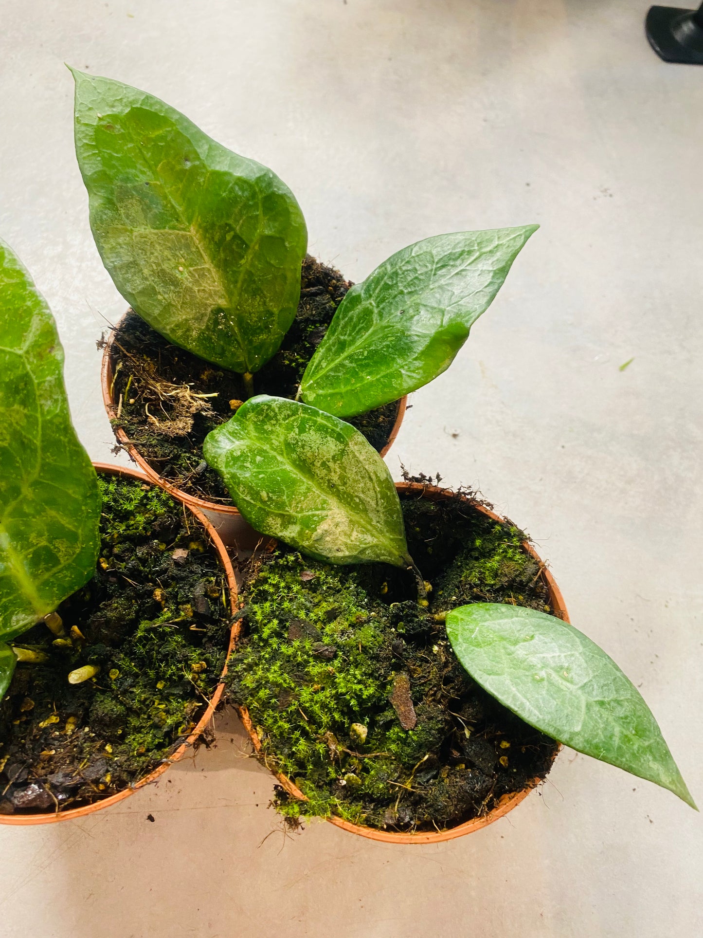 Hoya Verticillata "Wayang Splash"