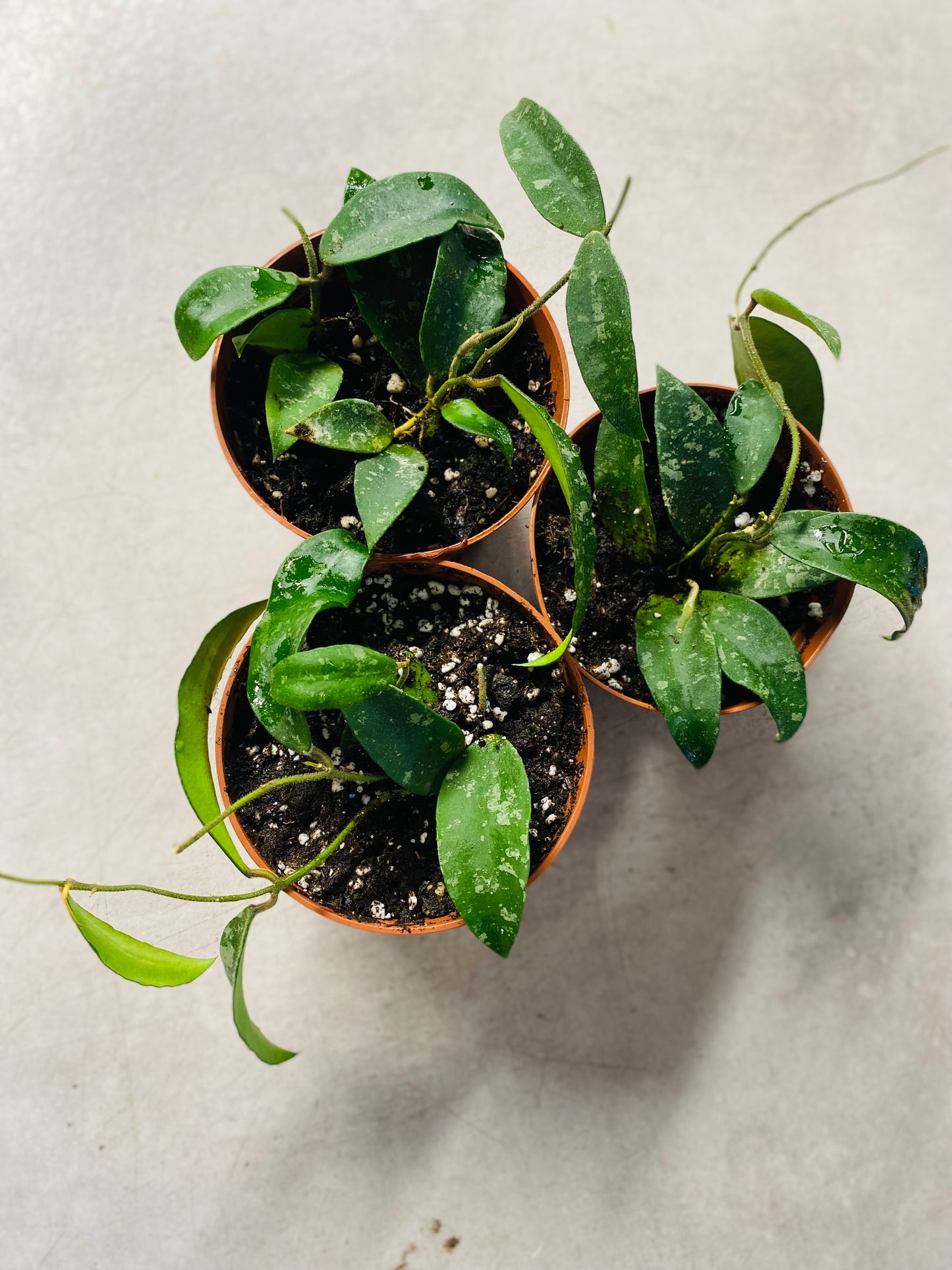 Hoya Phuwuaensis