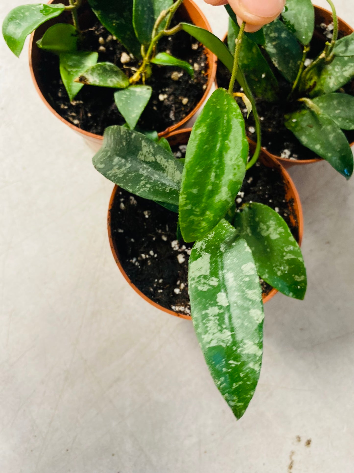 Hoya Phuwuaensis