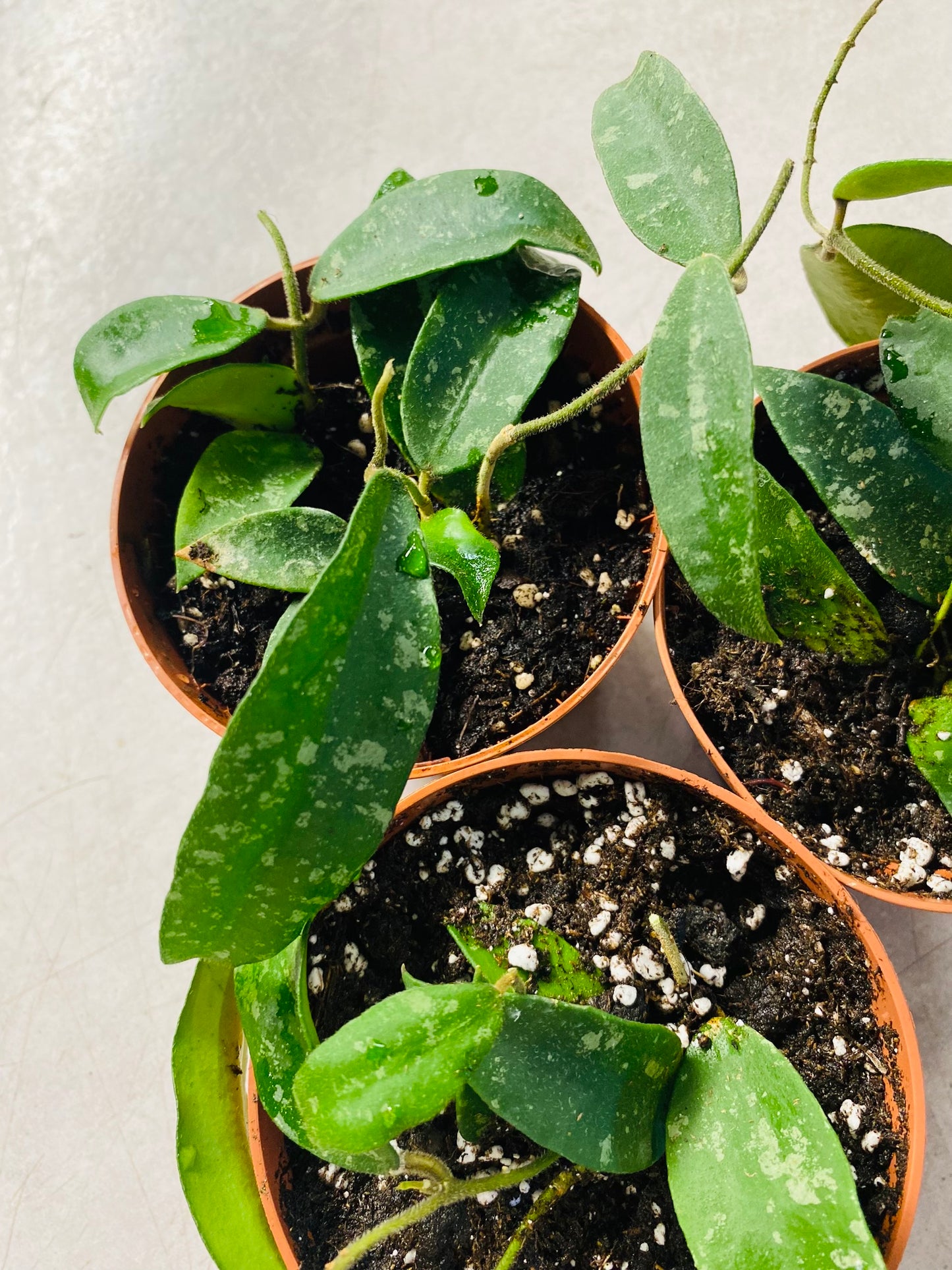 Hoya Phuwuaensis