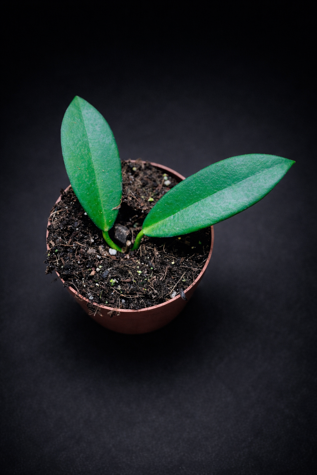 Hoya Pubicalyx Black Dragon