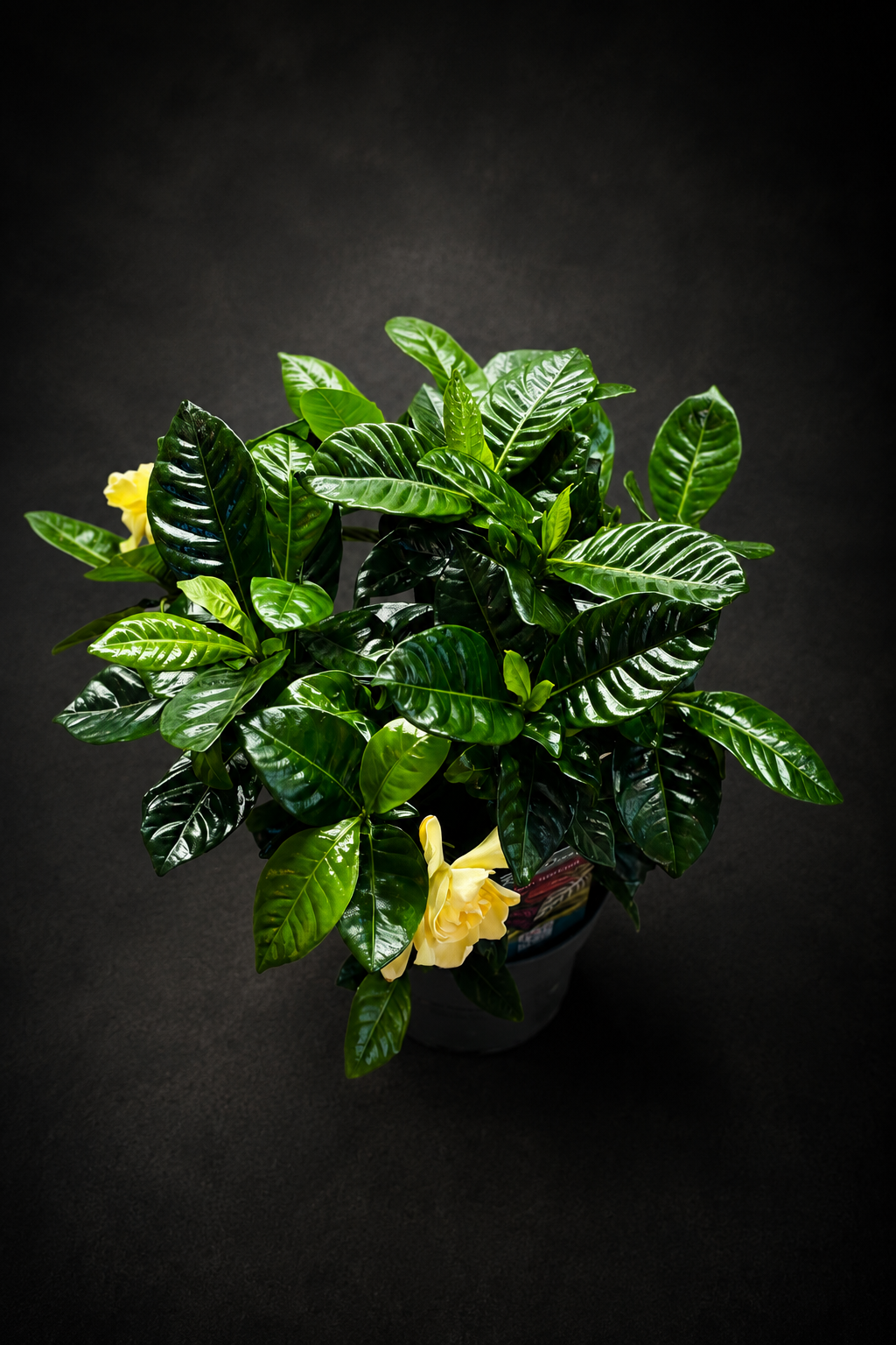 Gardenia Jasminoides