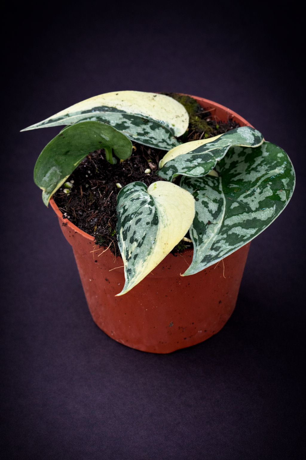 Scindapsus Mayari Variegata