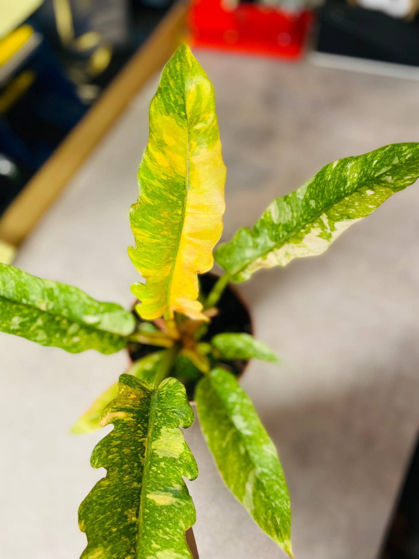 Philodendron Ring of Fire