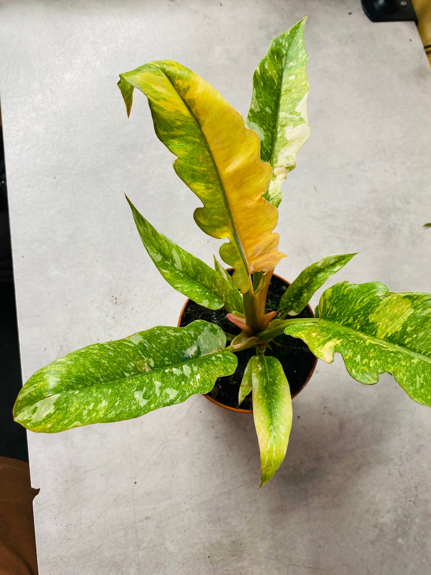 Philodendron Ring of Fire