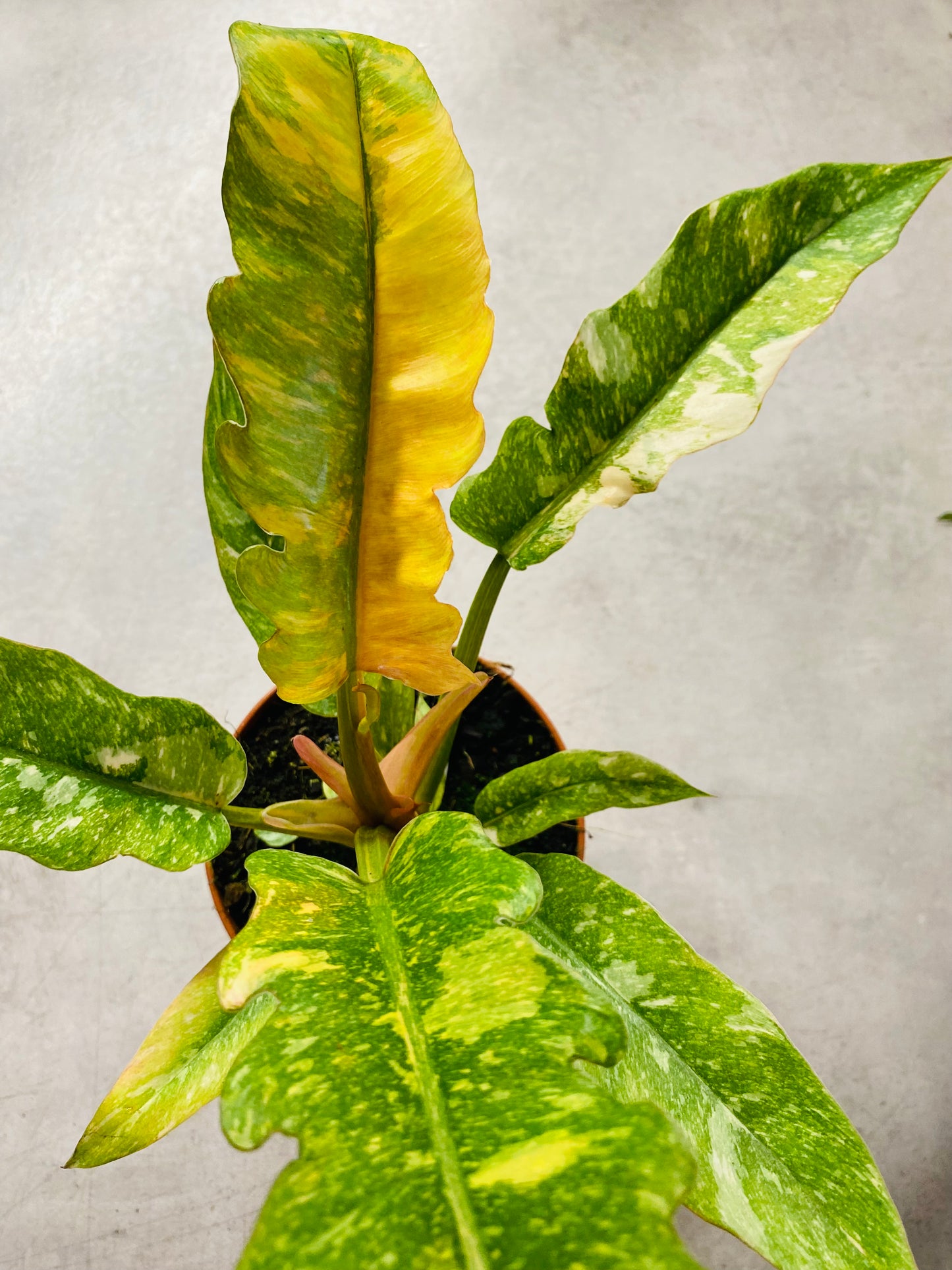 Philodendron Ring of Fire