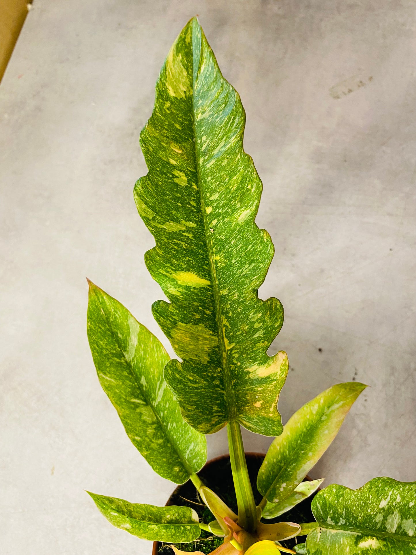 Philodendron Ring of Fire