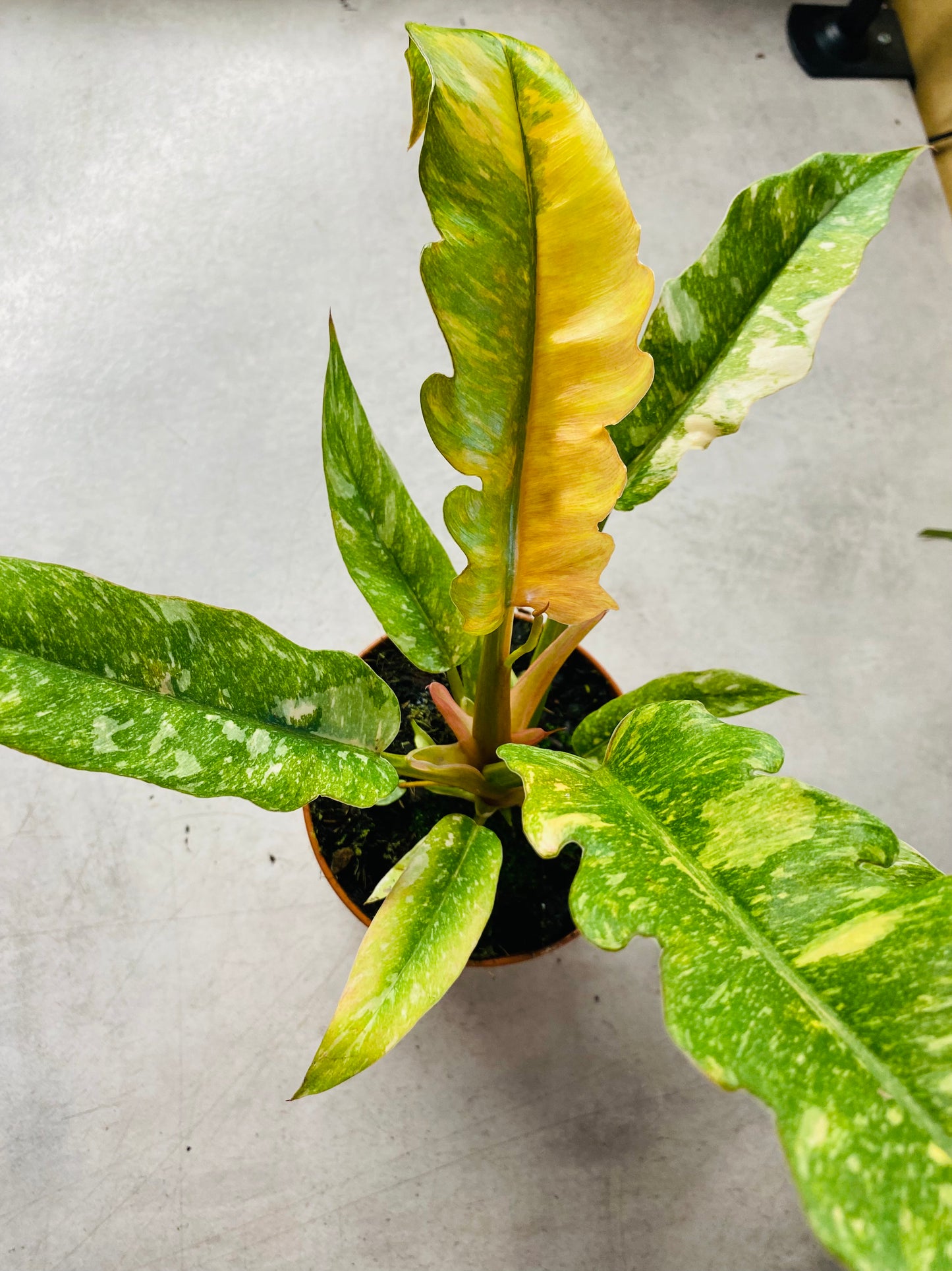 Philodendron Ring of Fire