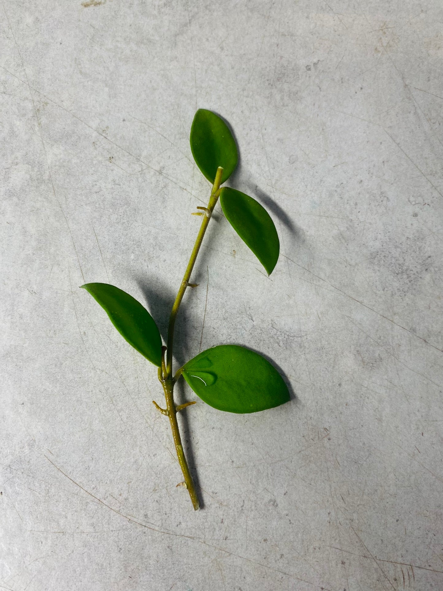 Hoya Nummularioides - stikling