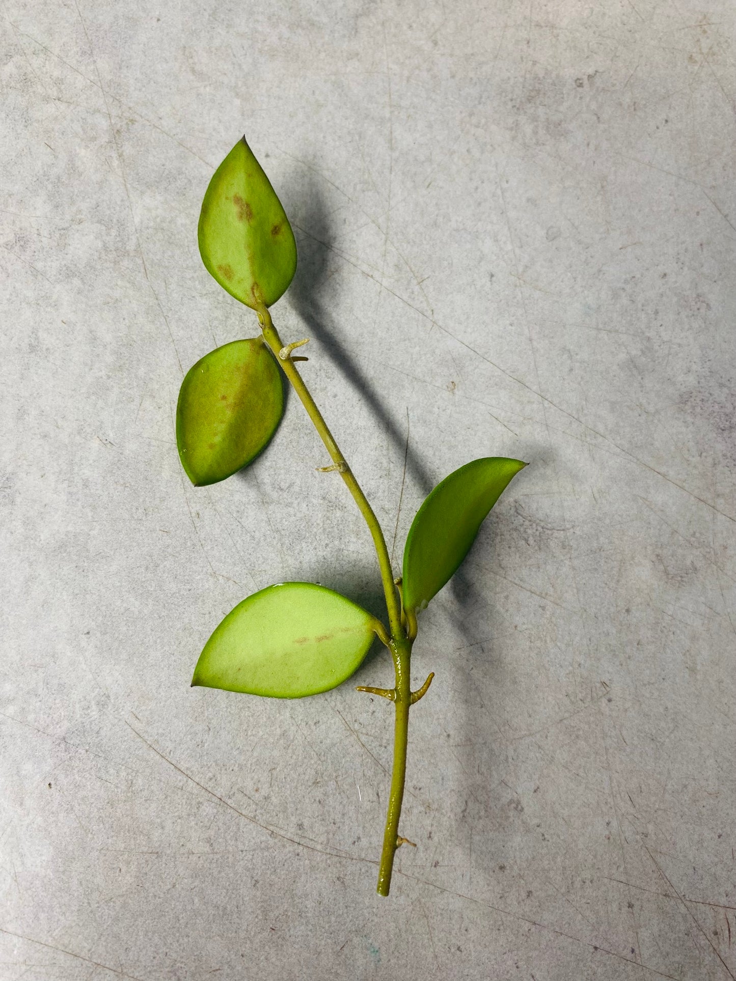Hoya Nummularioides - stikling